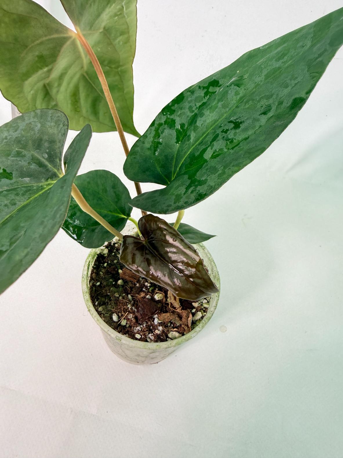 Anthurium Dressleri Golden x Papillilaminum Fort Sherman 6