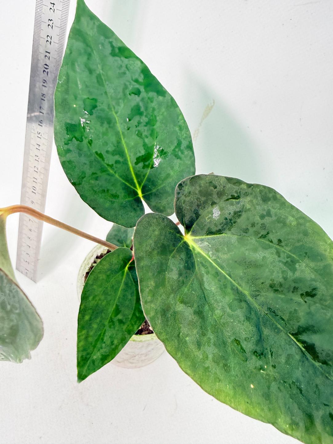Anthurium Dressleri Golden x Papillilaminum Fort Sherman 5
