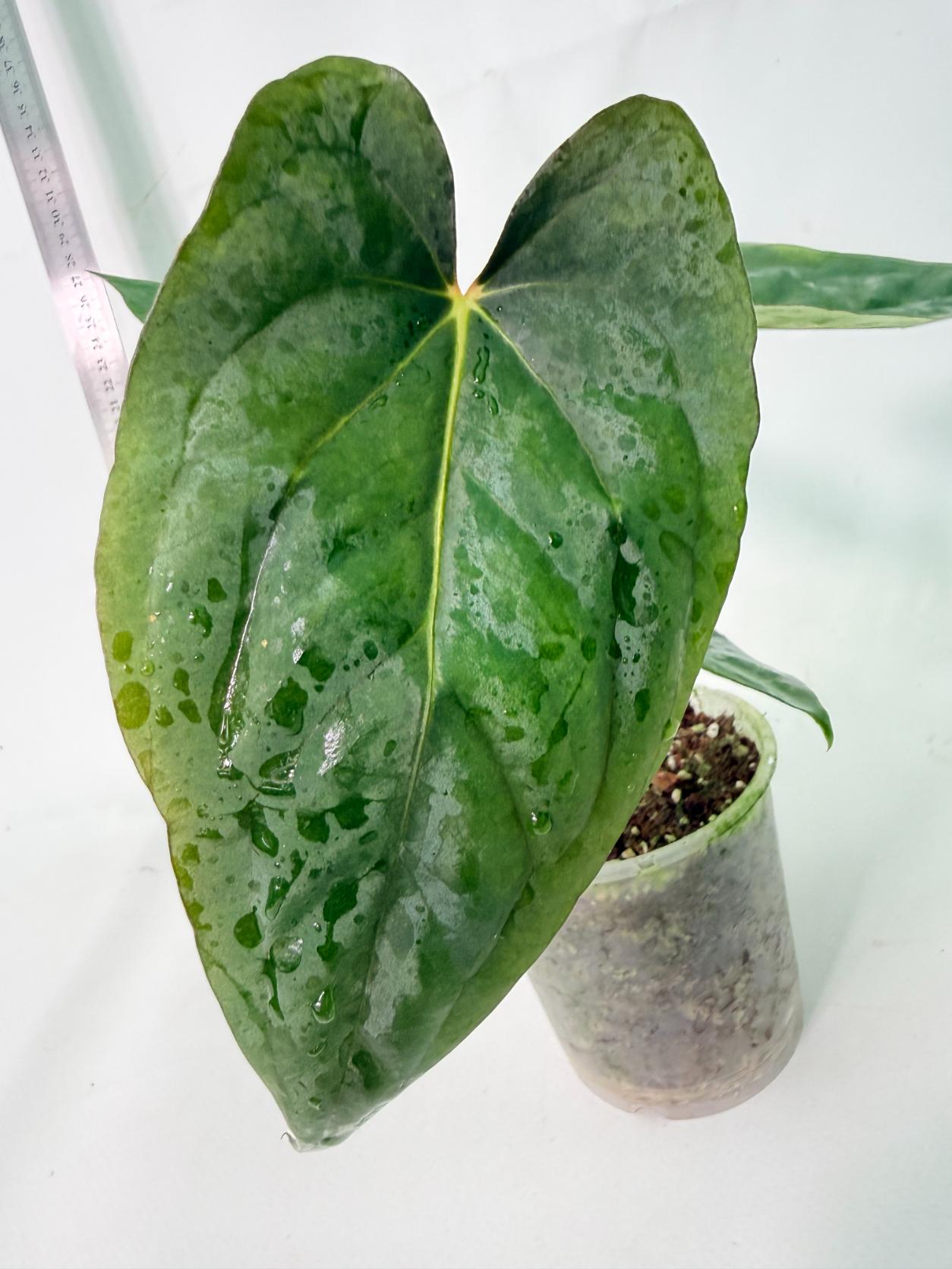 Anthurium Dressleri Golden x Papillilaminum Fort Sherman 9