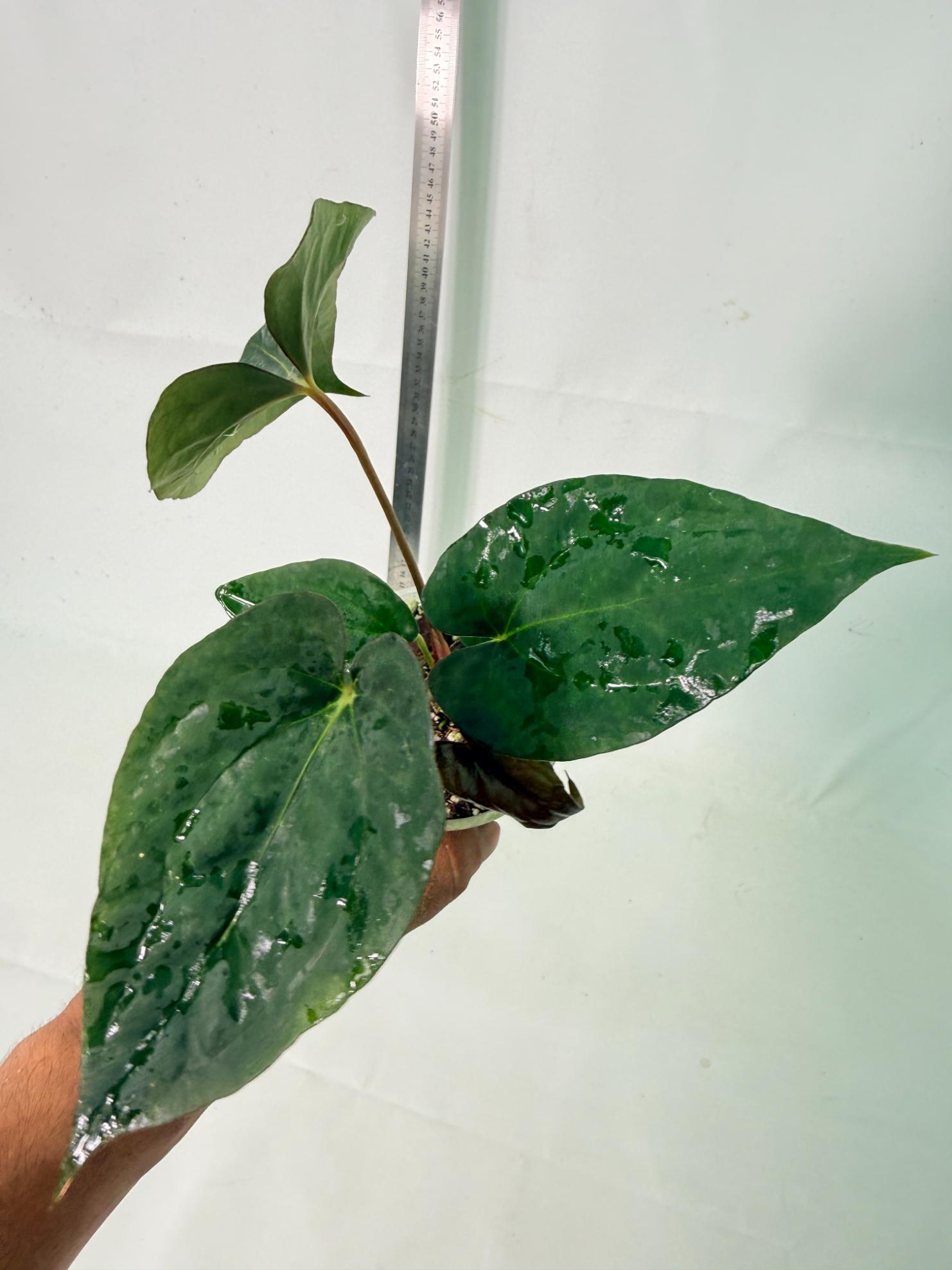 Anthurium Dressleri Golden x Papillilaminum Fort Sherman 3
