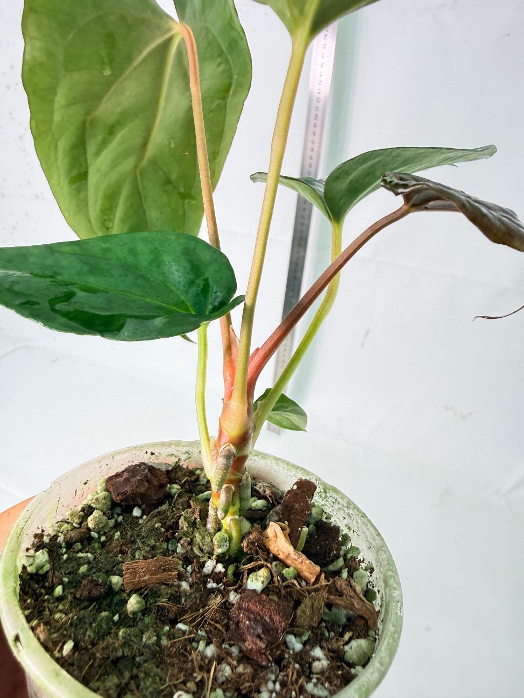 Anthurium Dressleri Golden x Papillilaminum Fort Sherman 8