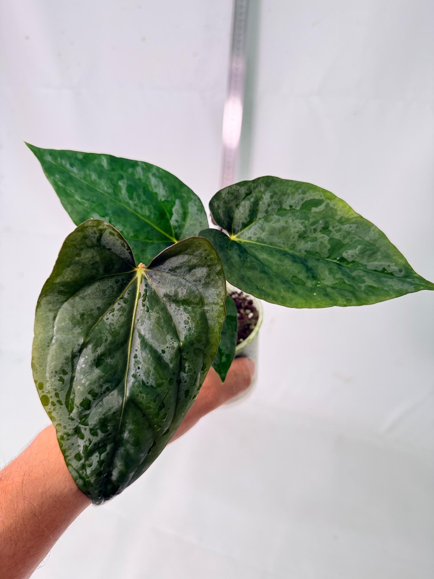 Anthurium Dressleri Golden x Papillilaminum Fort Sherman 7
