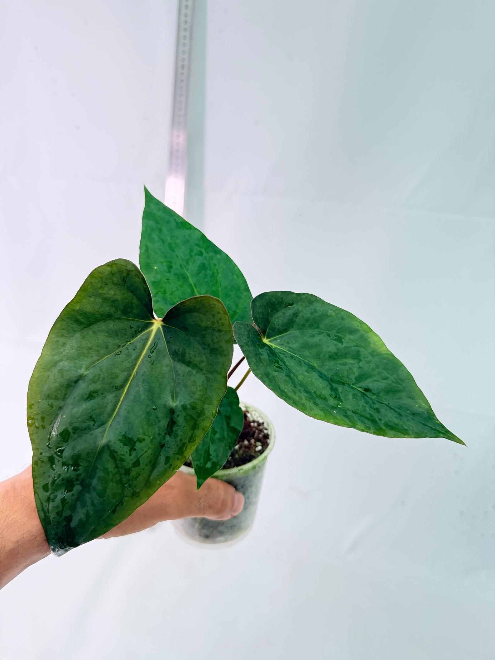 Anthurium Dressleri Golden x Papillilaminum Fort Sherman 1