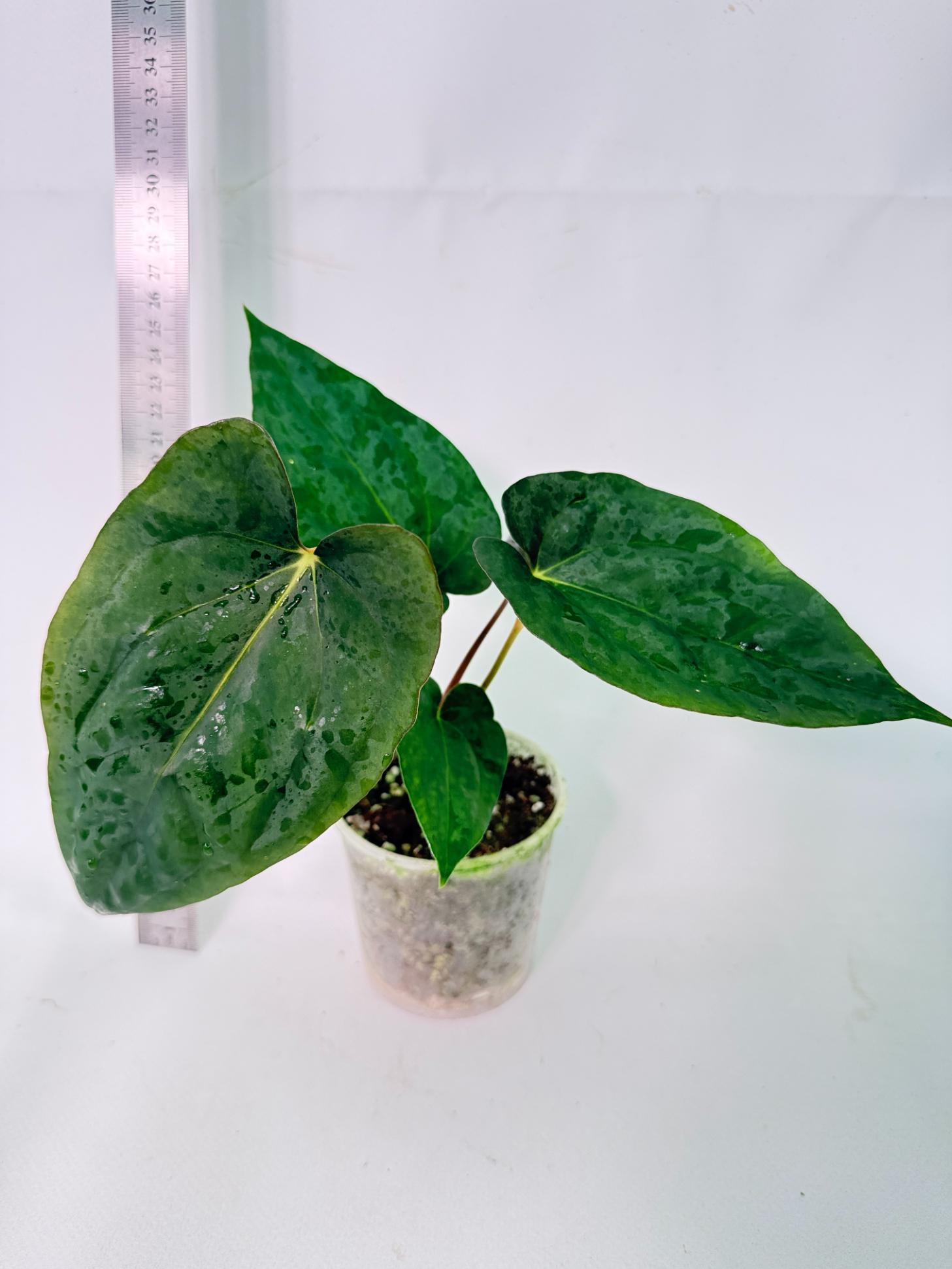 Anthurium Dressleri Golden x Papillilaminum Fort Sherman 2