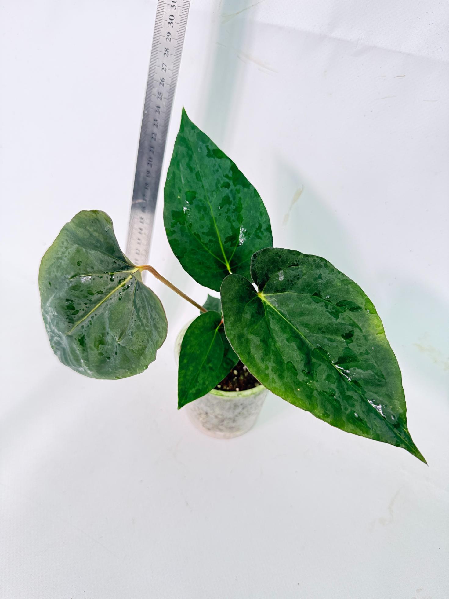 Anthurium Dressleri Golden x Papillilaminum Fort Sherman 4