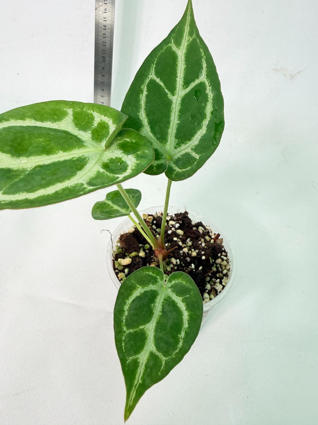 Anthurium Dressleri x Dark Phoenix 3