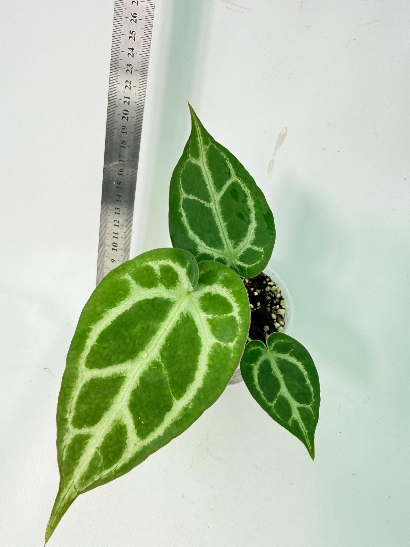 Anthurium Dressleri x Dark Phoenix 6