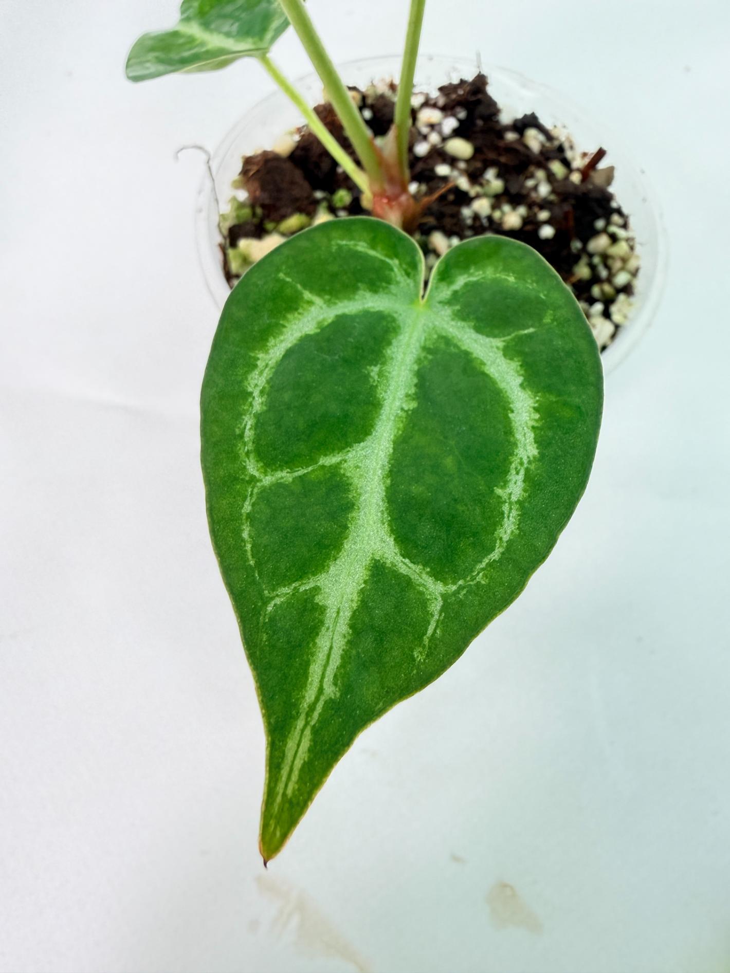 Anthurium Dressleri x Dark Phoenix 7