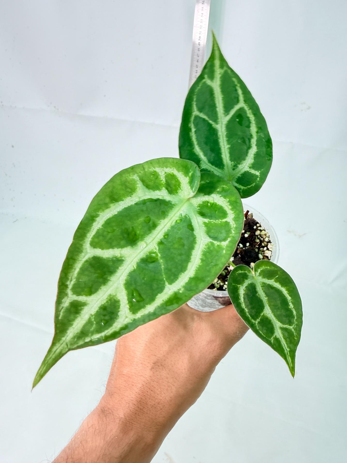 Anthurium Dressleri x Dark Phoenix 2