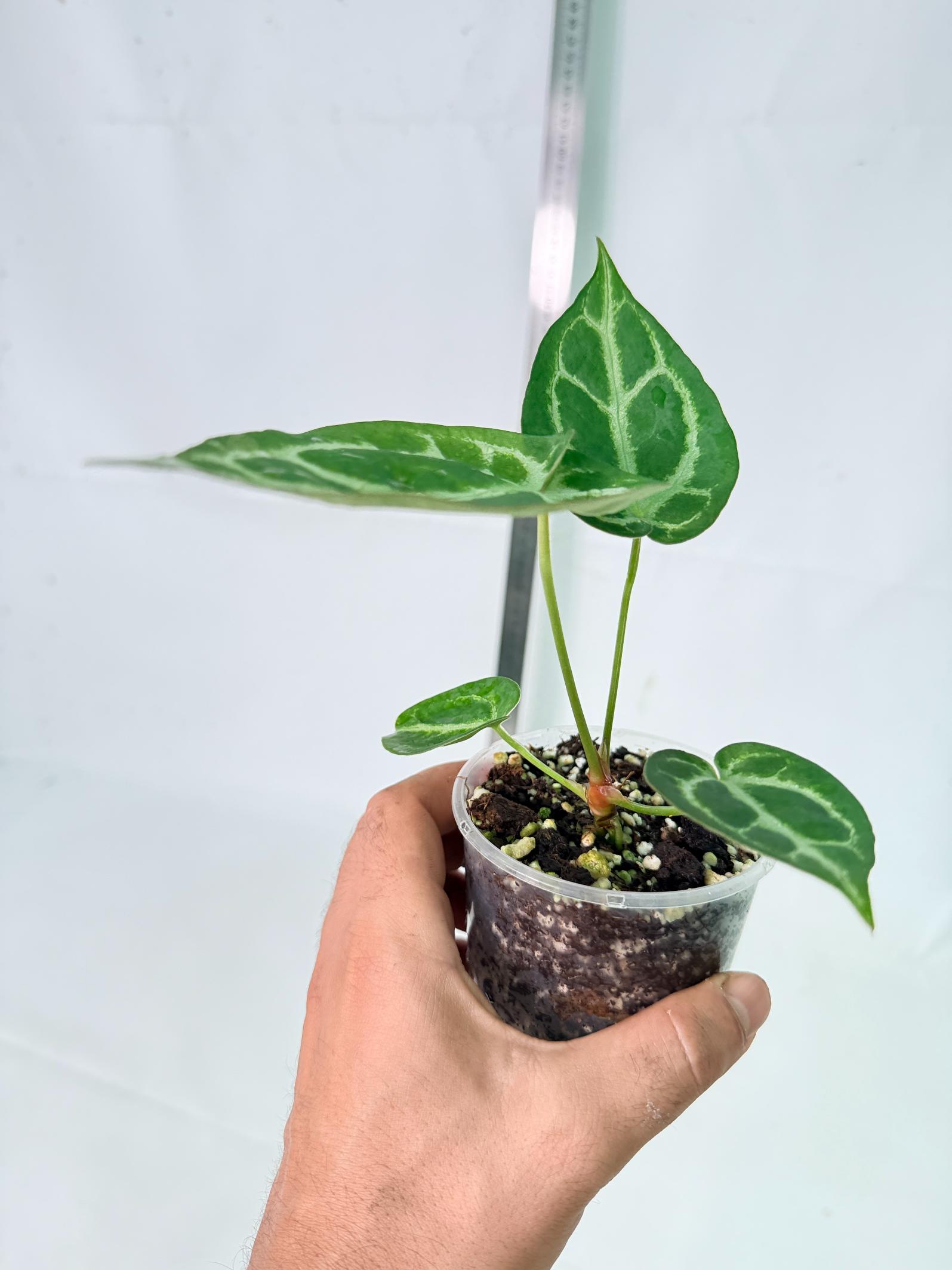 Anthurium Dressleri x Dark Phoenix 8