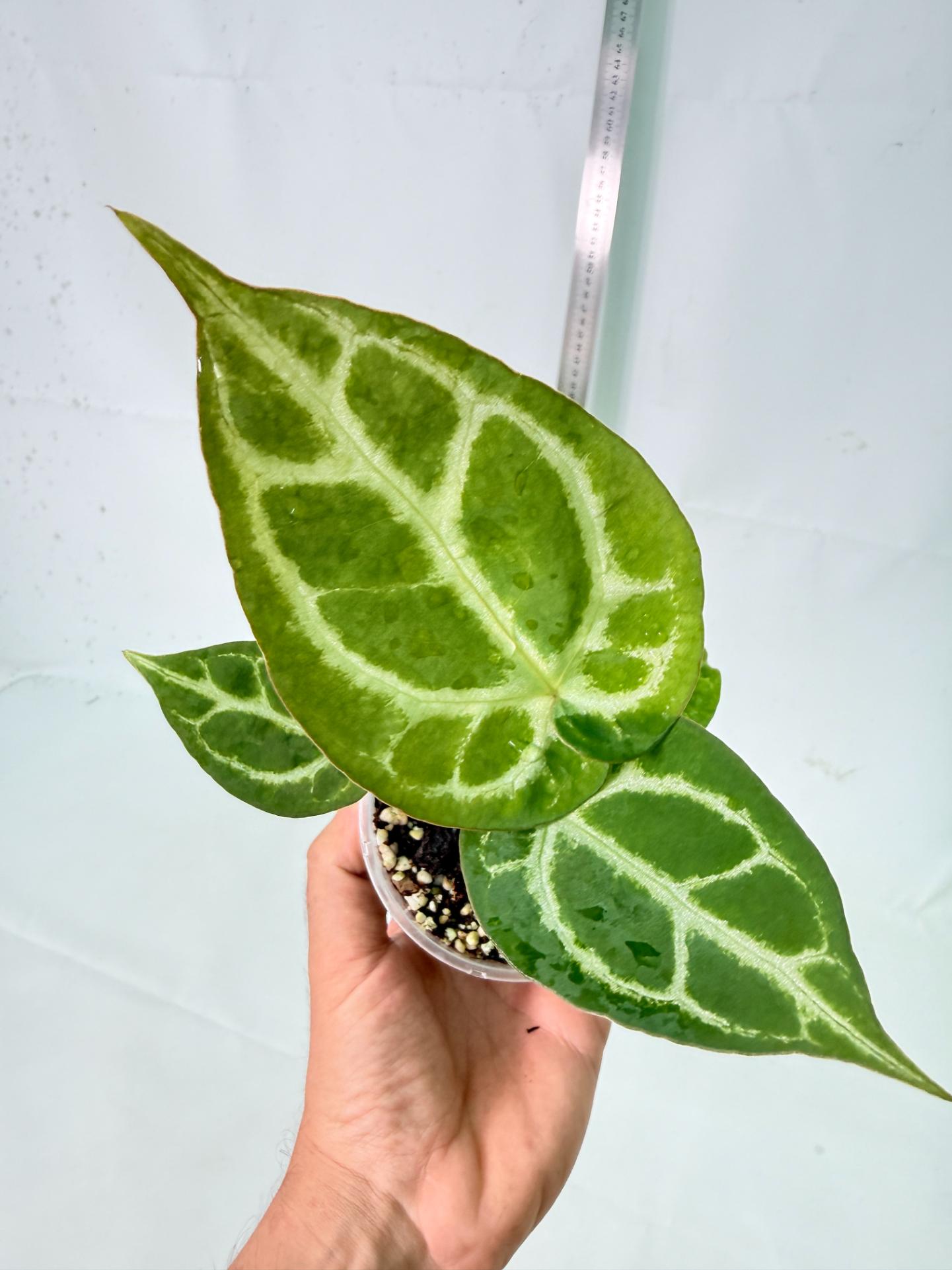 Anthurium Dressleri x Dark Phoenix 4