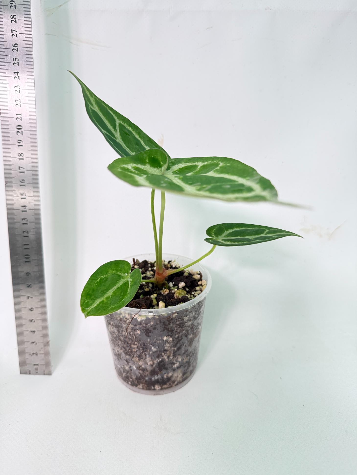 Anthurium Dressleri x Dark Phoenix 9