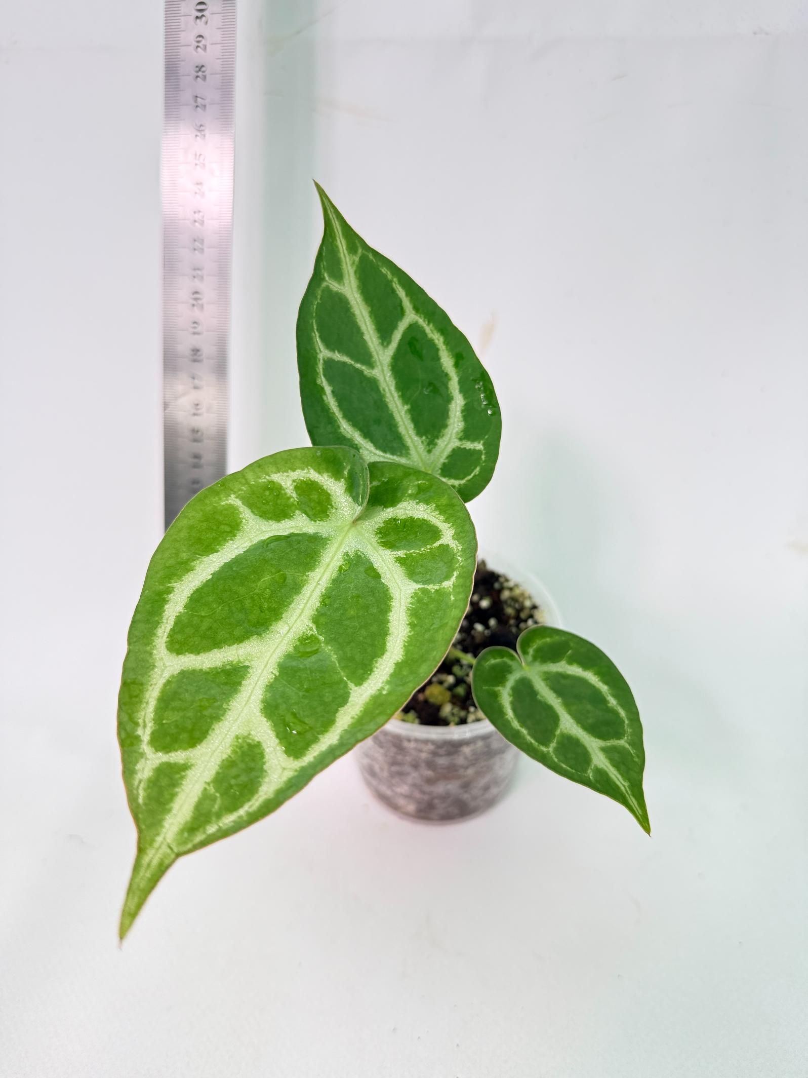 Anthurium Dressleri x Dark Phoenix 1