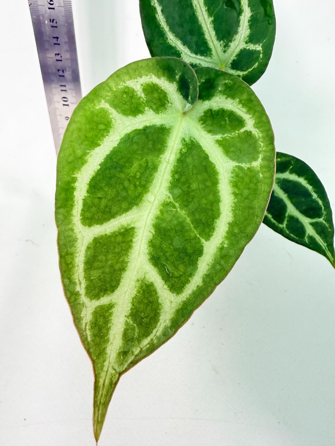 Anthurium Dressleri x Dark Phoenix 5