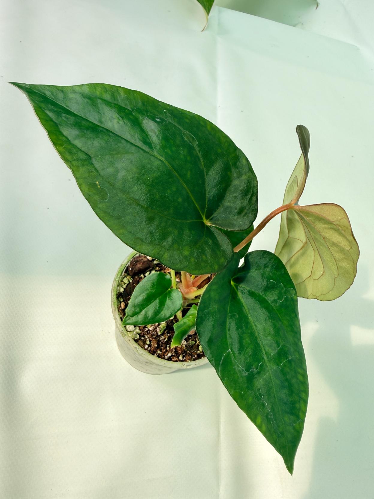 Anthurium Dressleri Golden x Papillilaminum Fort Sherman 08