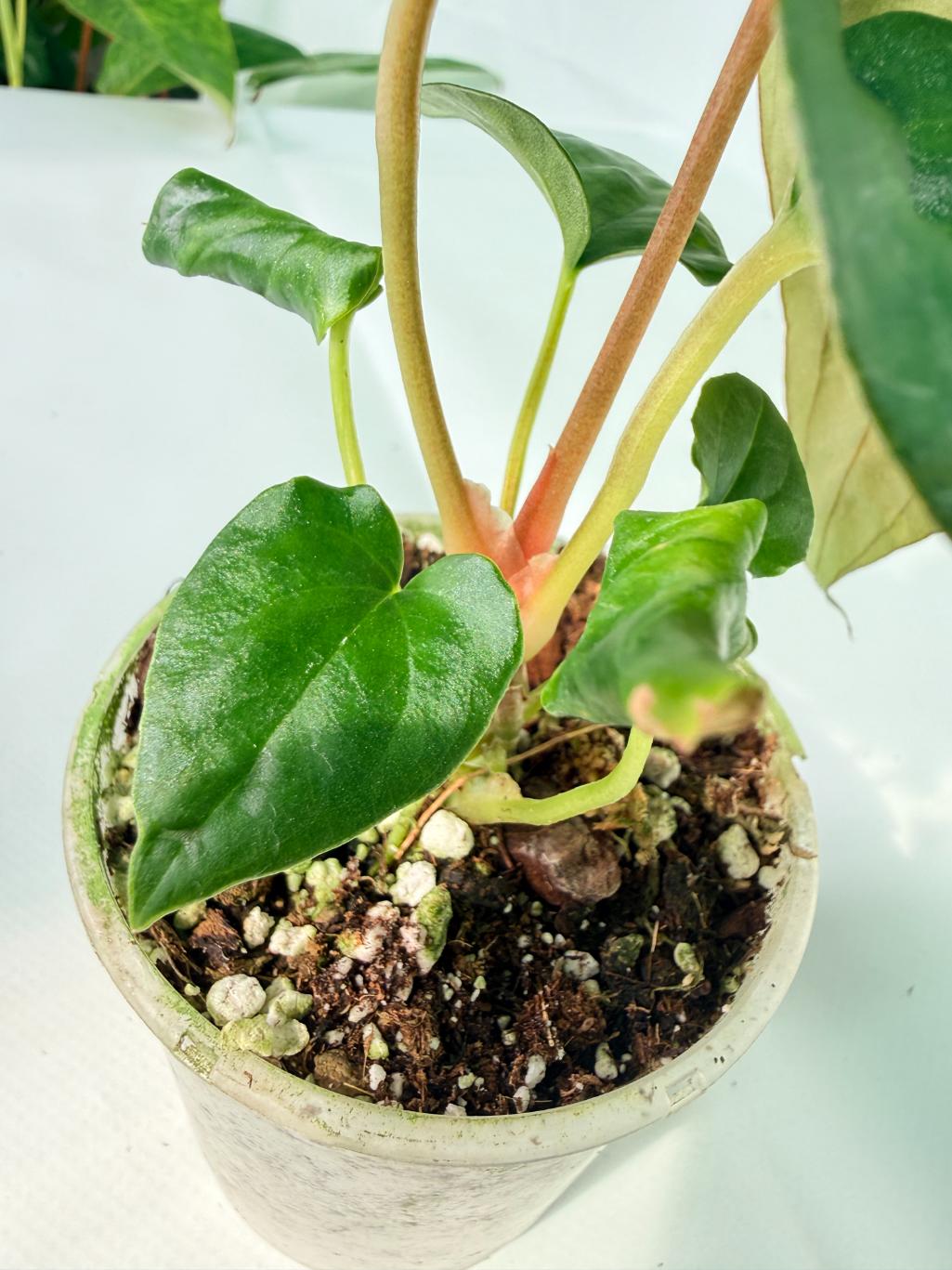 Anthurium Dressleri Golden x Papillilaminum Fort Sherman 09