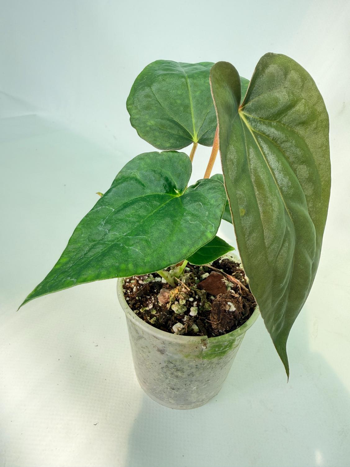 Anthurium Dressleri Golden x Papillilaminum Fort Sherman 01