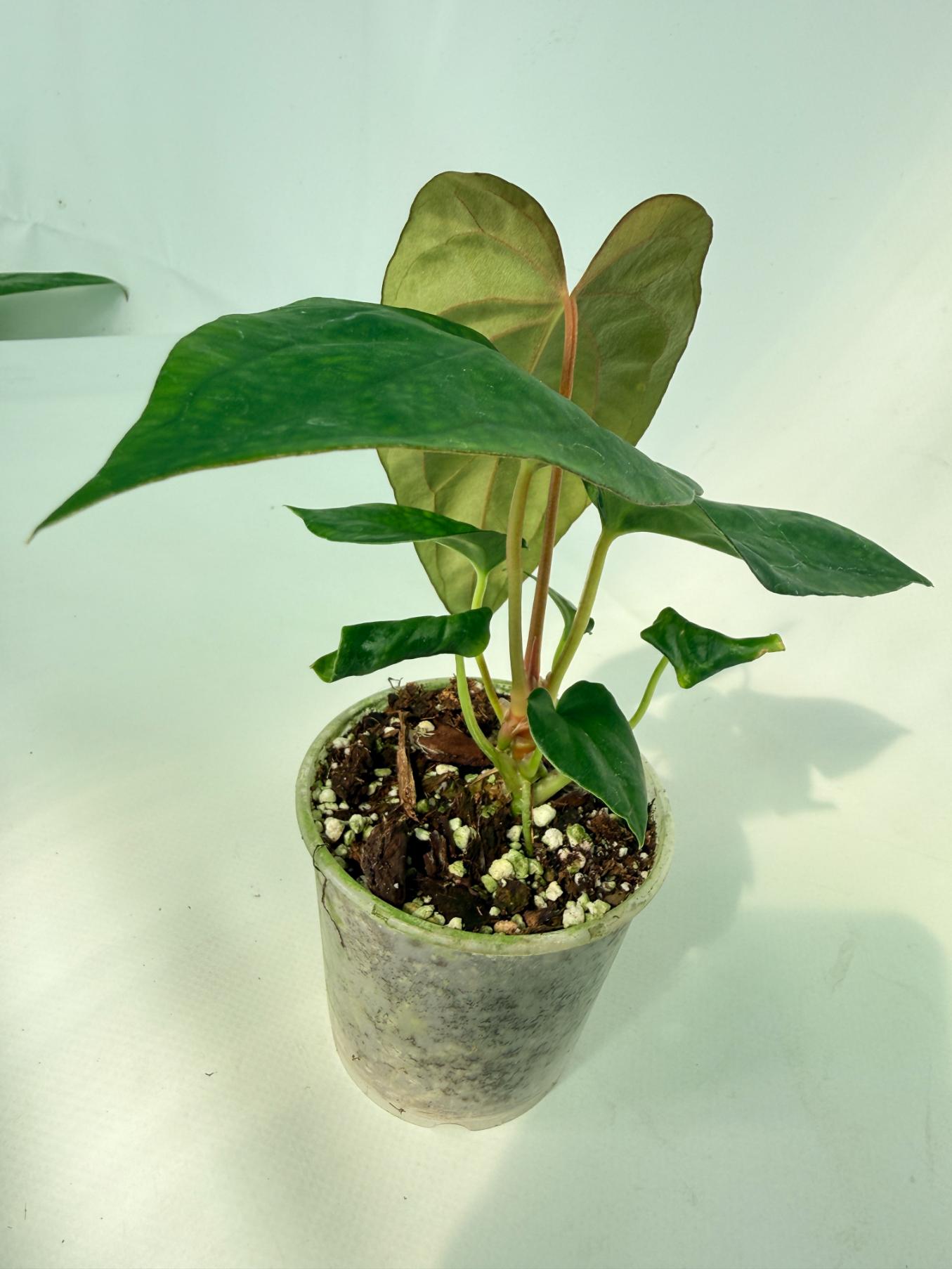 Anthurium Dressleri Golden x Papillilaminum Fort Sherman 03