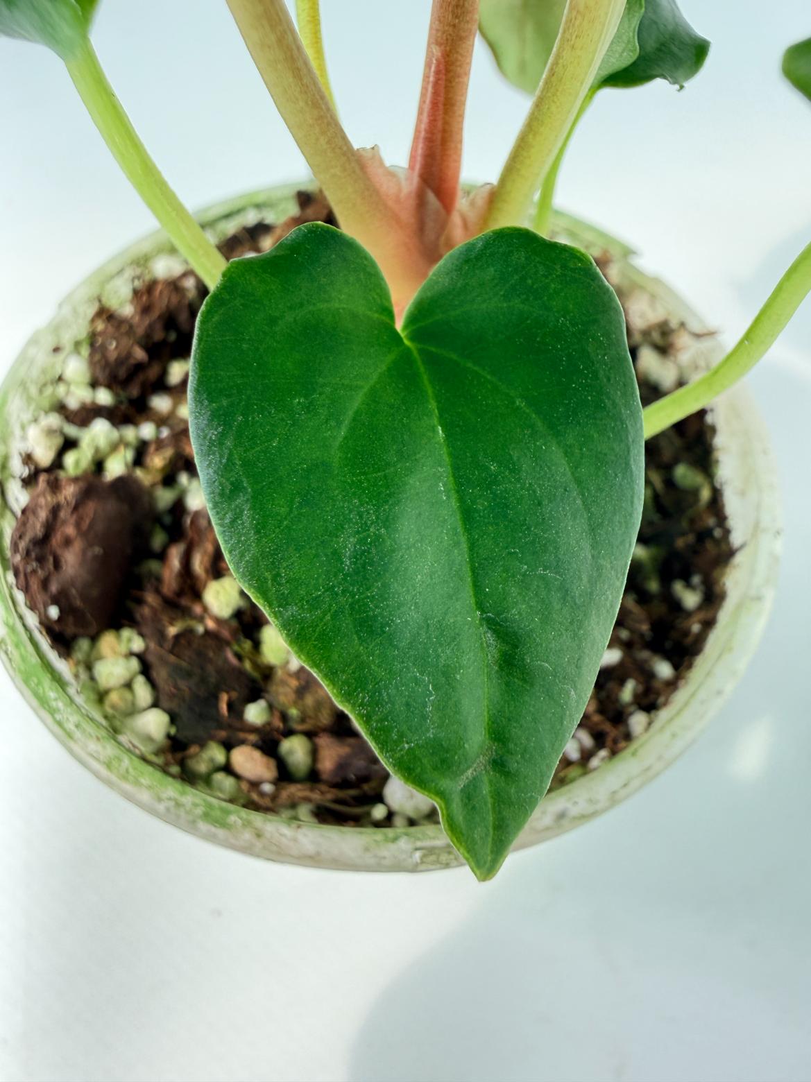Anthurium Dressleri Golden x Papillilaminum Fort Sherman 04