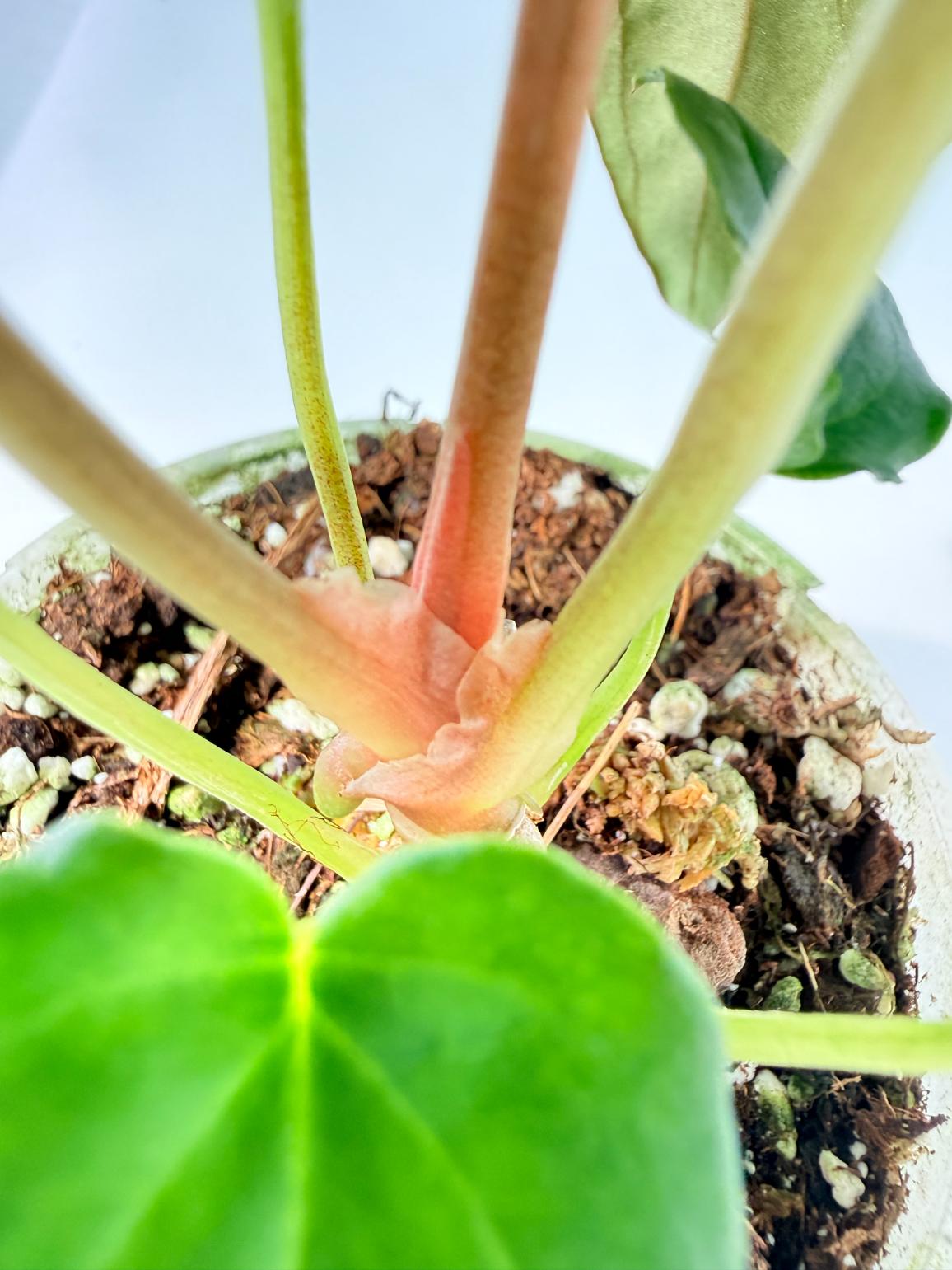 Anthurium Dressleri Golden x Papillilaminum Fort Sherman 05