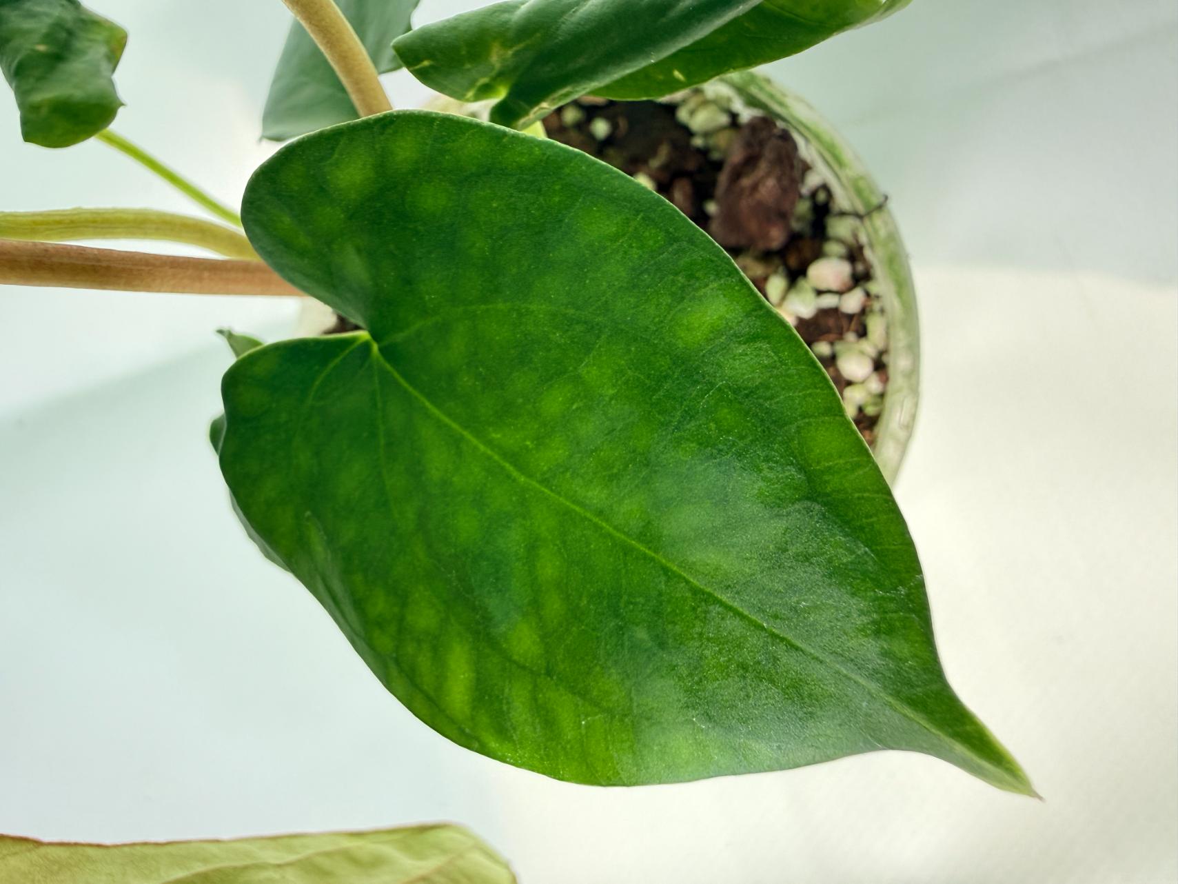 Anthurium Dressleri Golden x Papillilaminum Fort Sherman 6