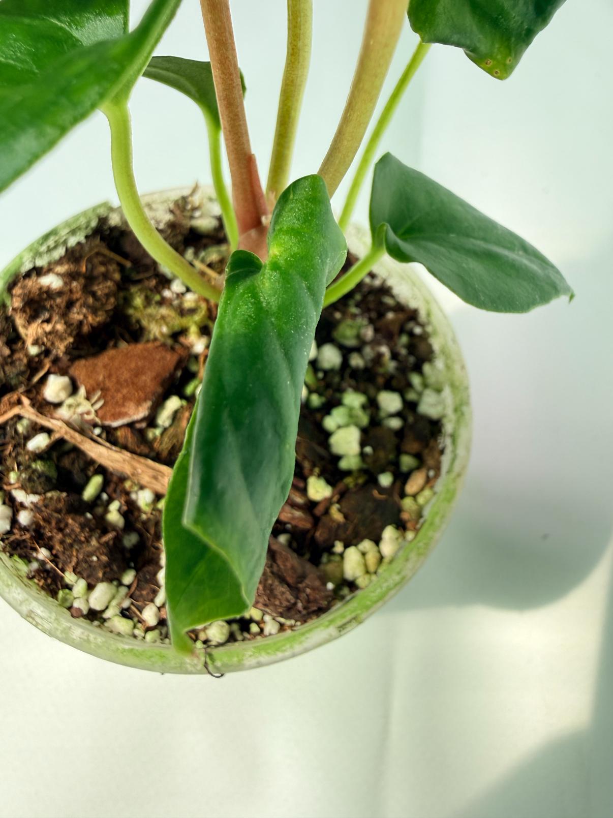 Anthurium Dressleri Golden x Papillilaminum Fort Sherman 07