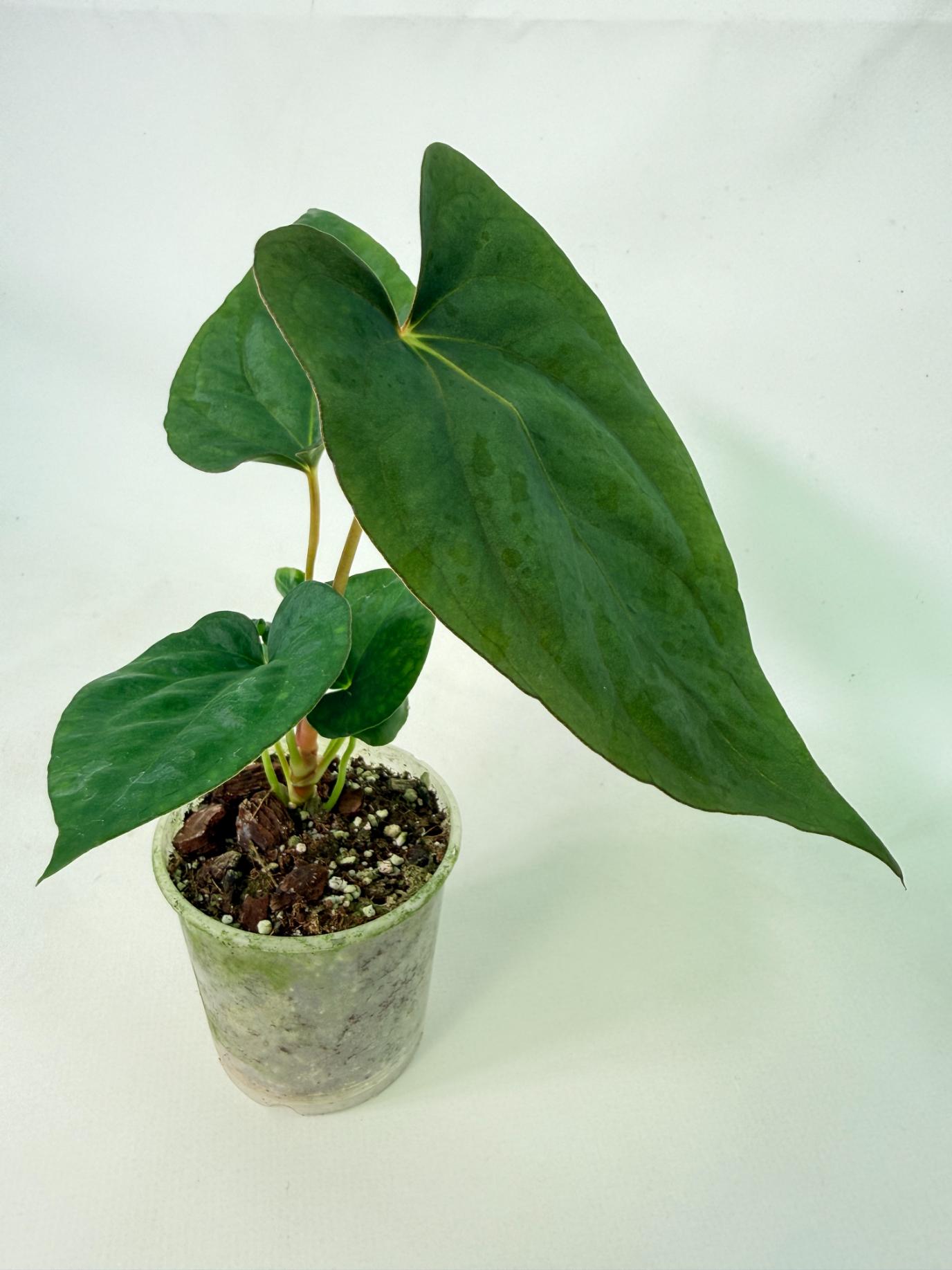 Anthurium Dressleri Golden x Papillilaminum Fort Sherman 1