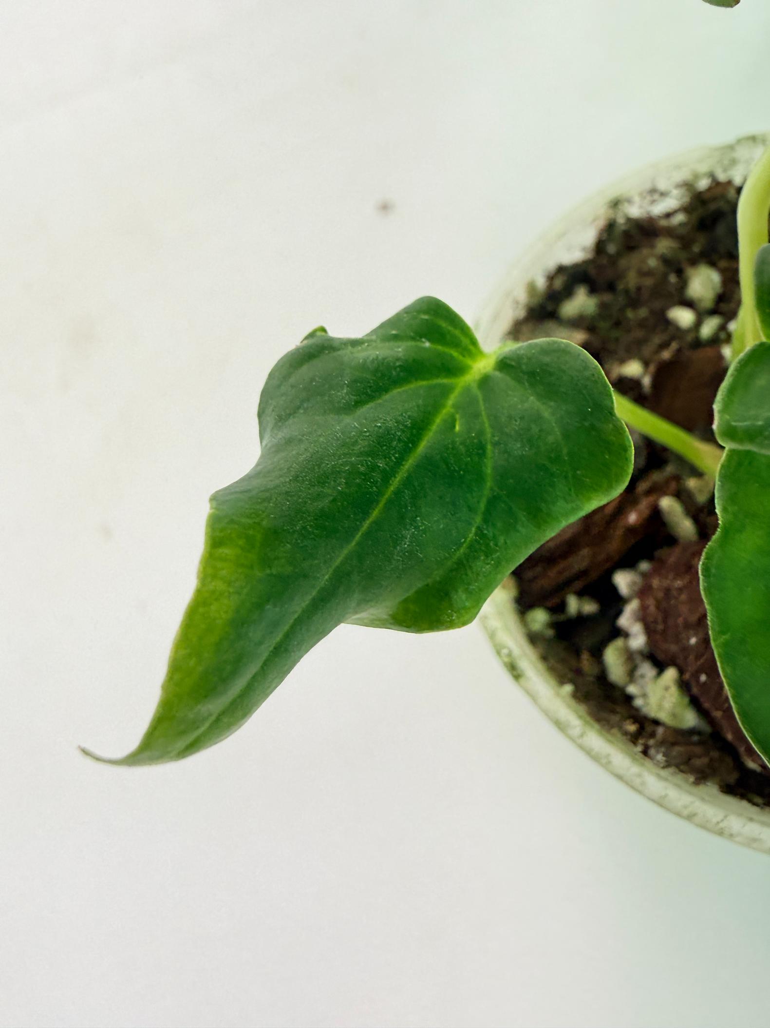 Anthurium Dressleri Golden x Papillilaminum Fort Sherman 9