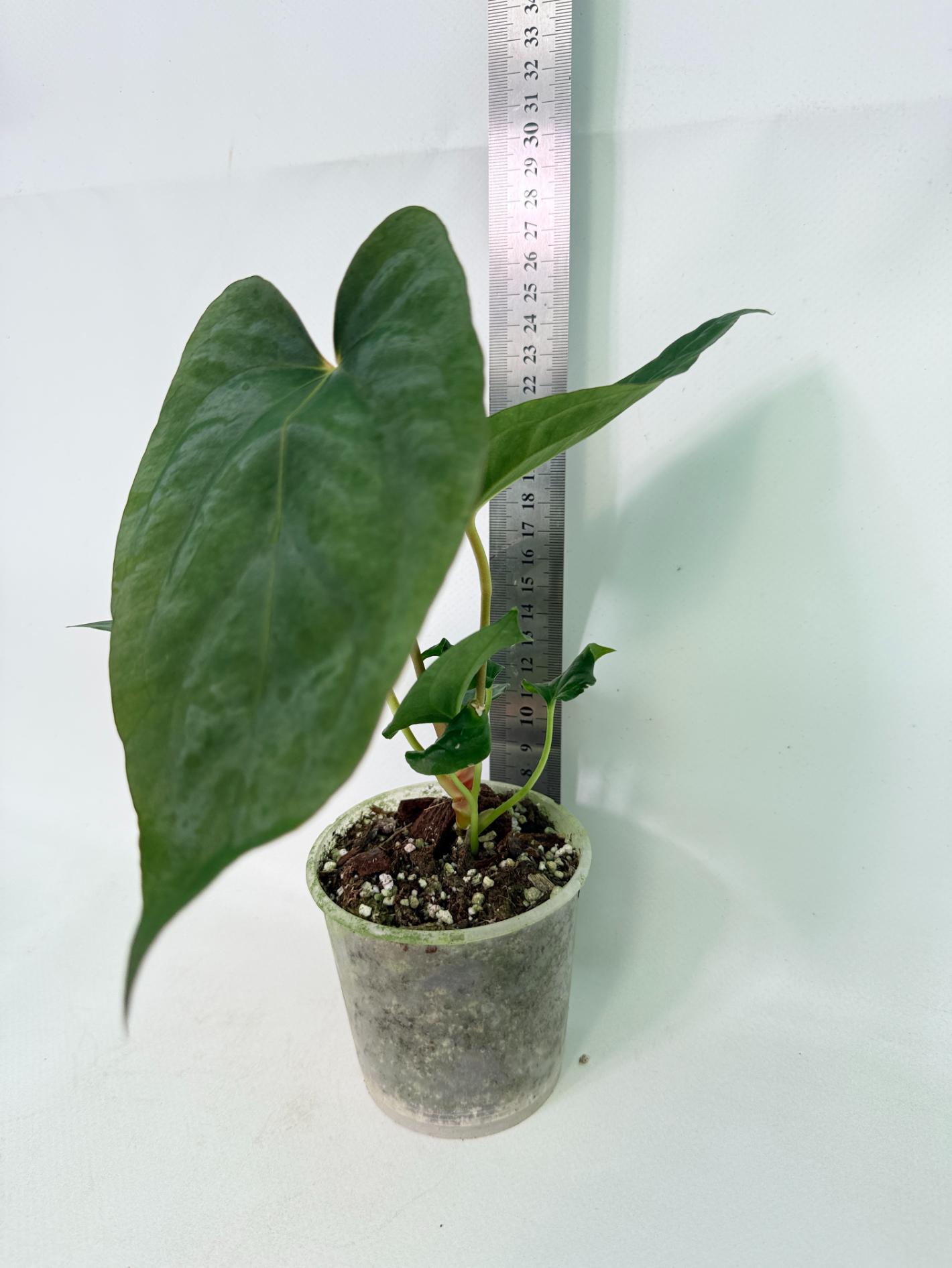Anthurium Dressleri Golden x Papillilaminum Fort Sherman 10