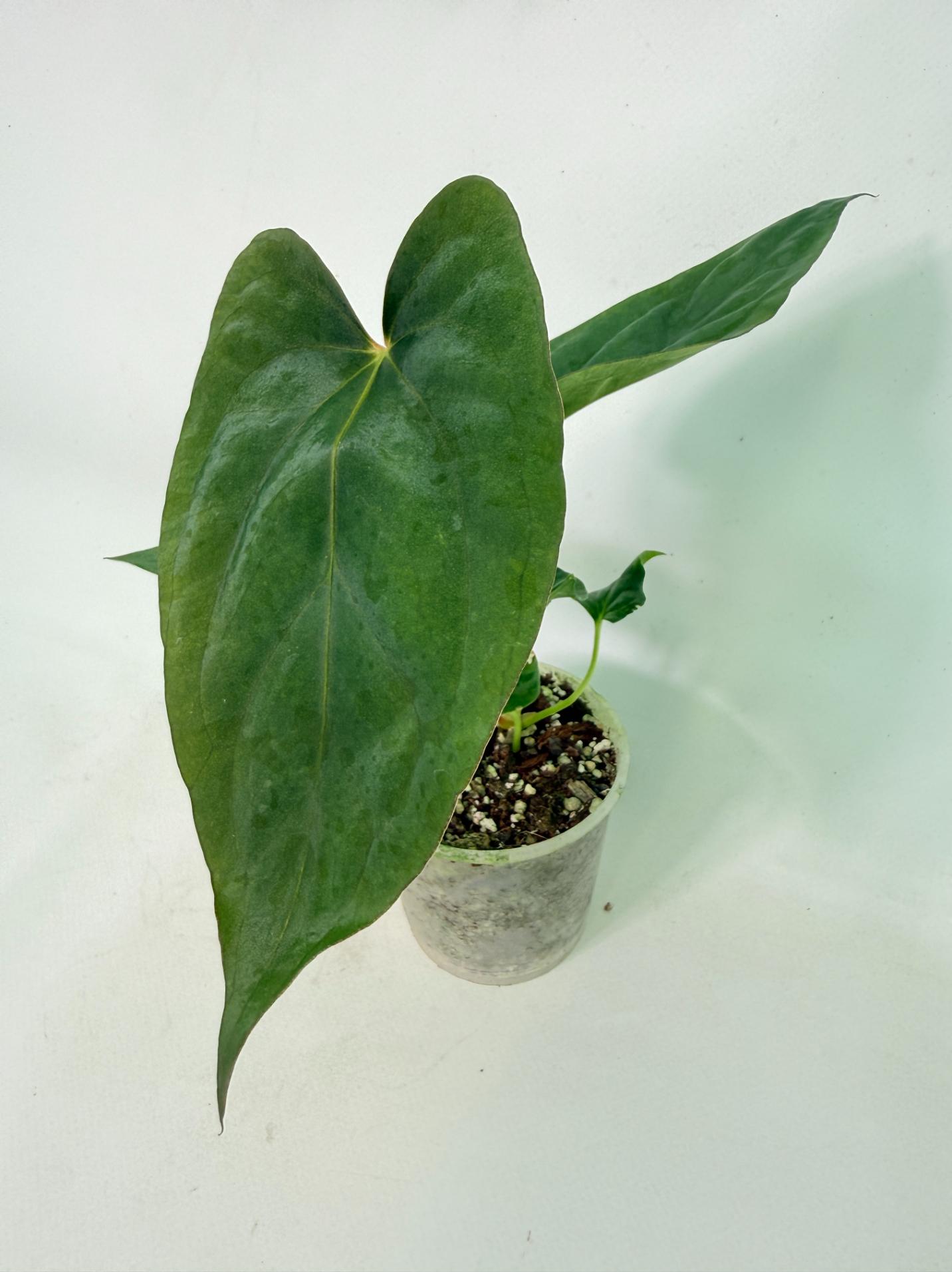 Anthurium Dressleri Golden x Papillilaminum Fort Sherman 3
