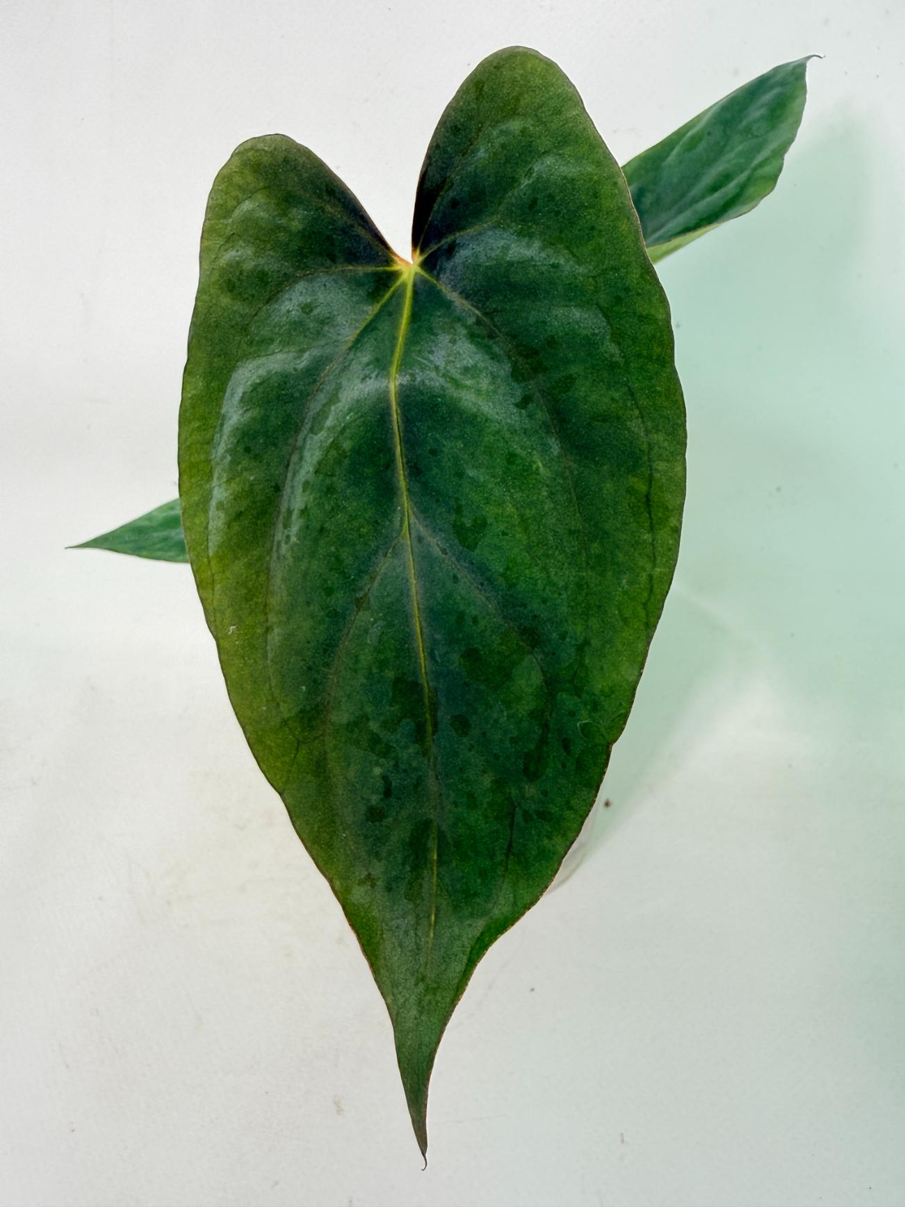 Anthurium Dressleri Golden x Papillilaminum Fort Sherman 2