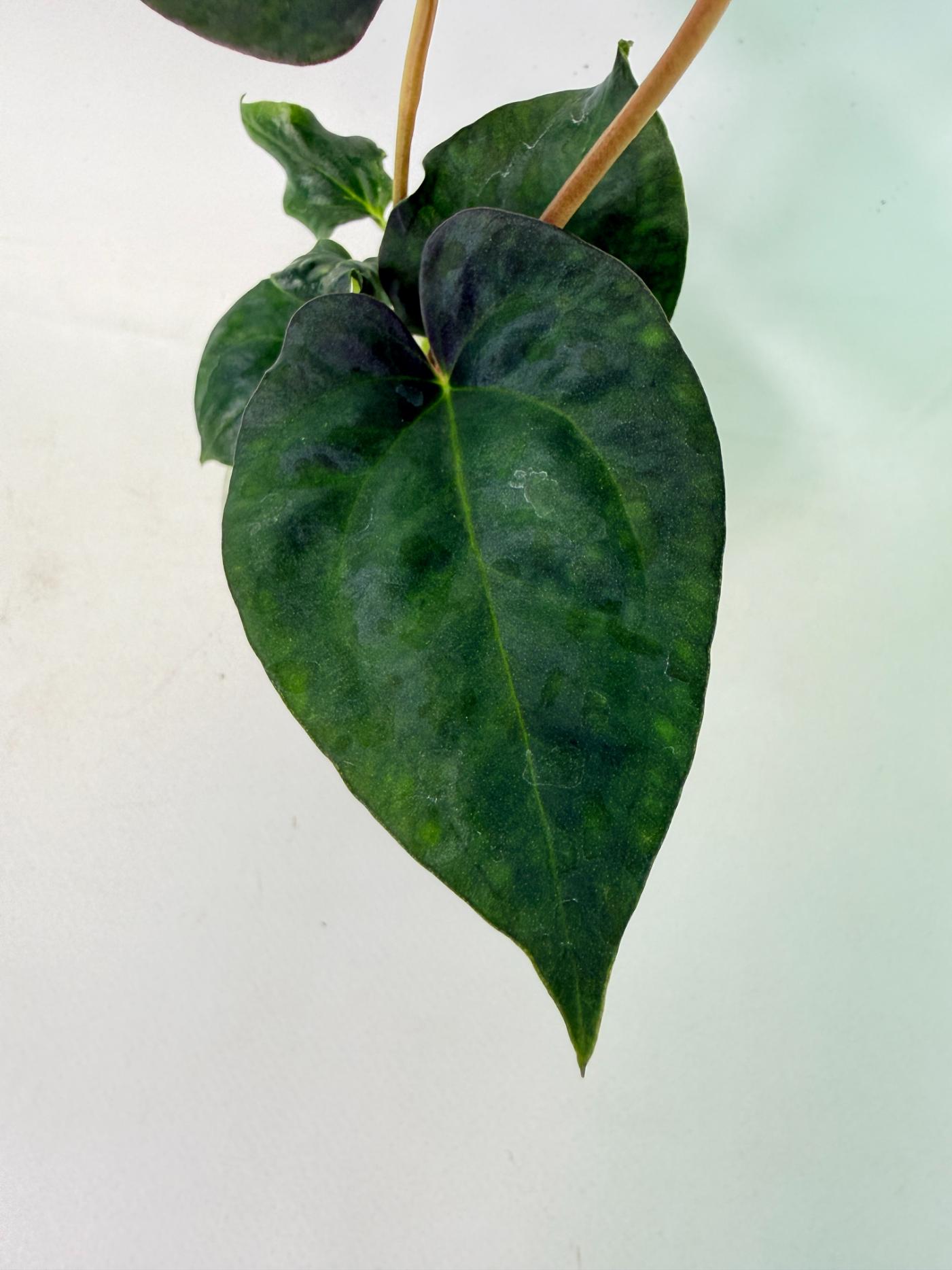 Anthurium Dressleri Golden x Papillilaminum Fort Sherman 4