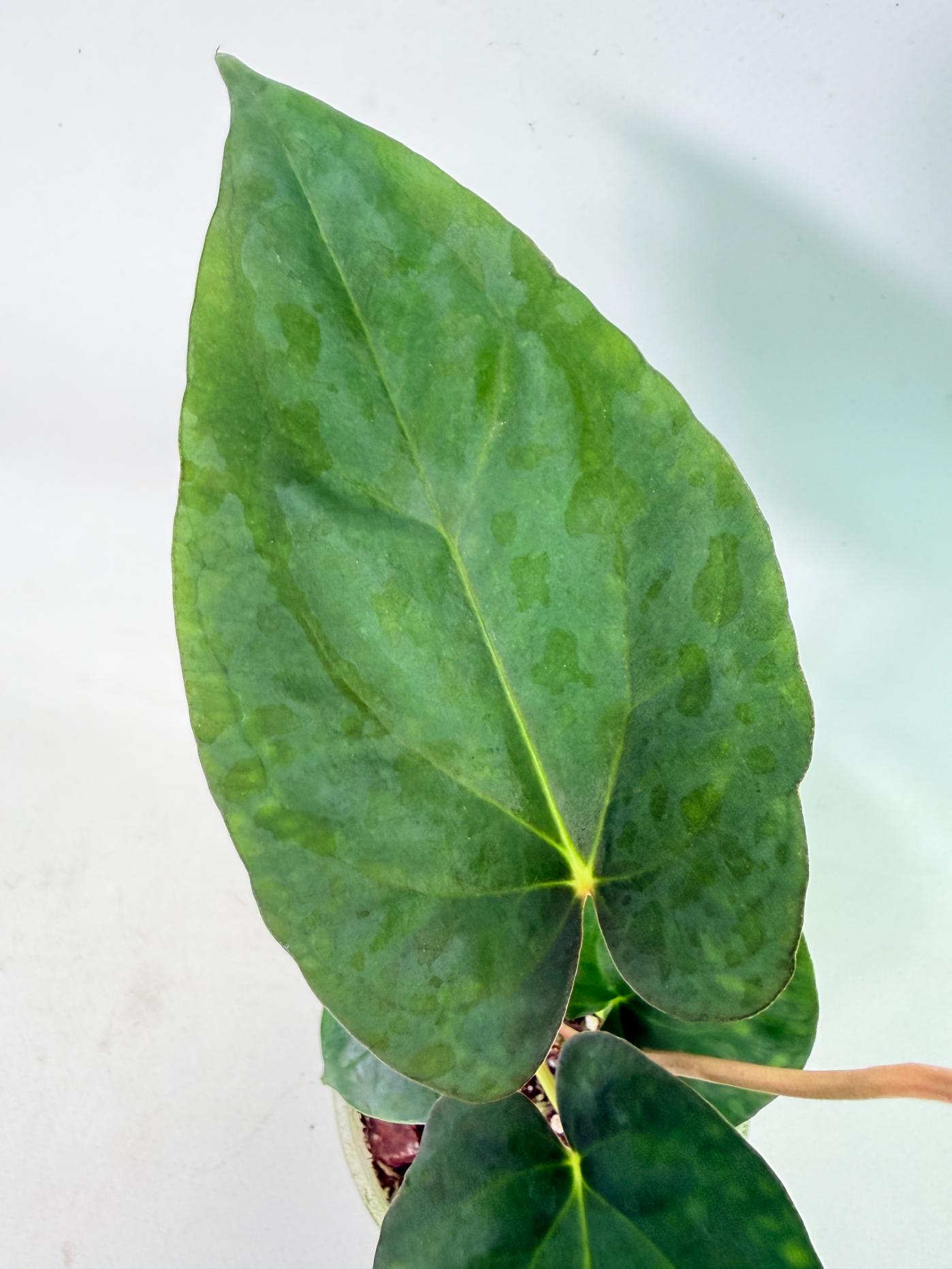 Anthurium Dressleri Golden x Papillilaminum Fort Sherman 5