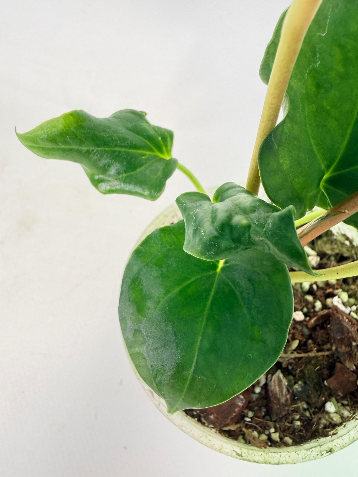 Anthurium Dressleri Golden x Papillilaminum Fort Sherman 6