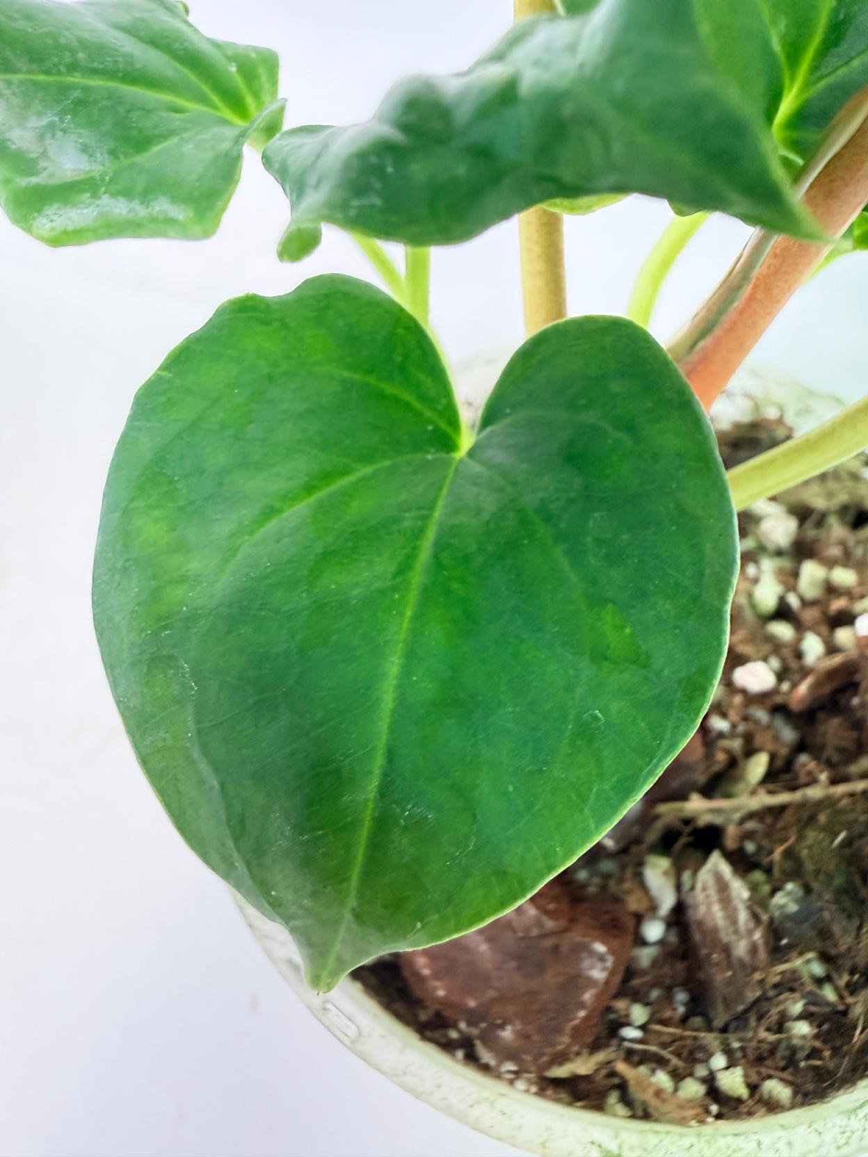 Anthurium Dressleri Golden x Papillilaminum Fort Sherman 7