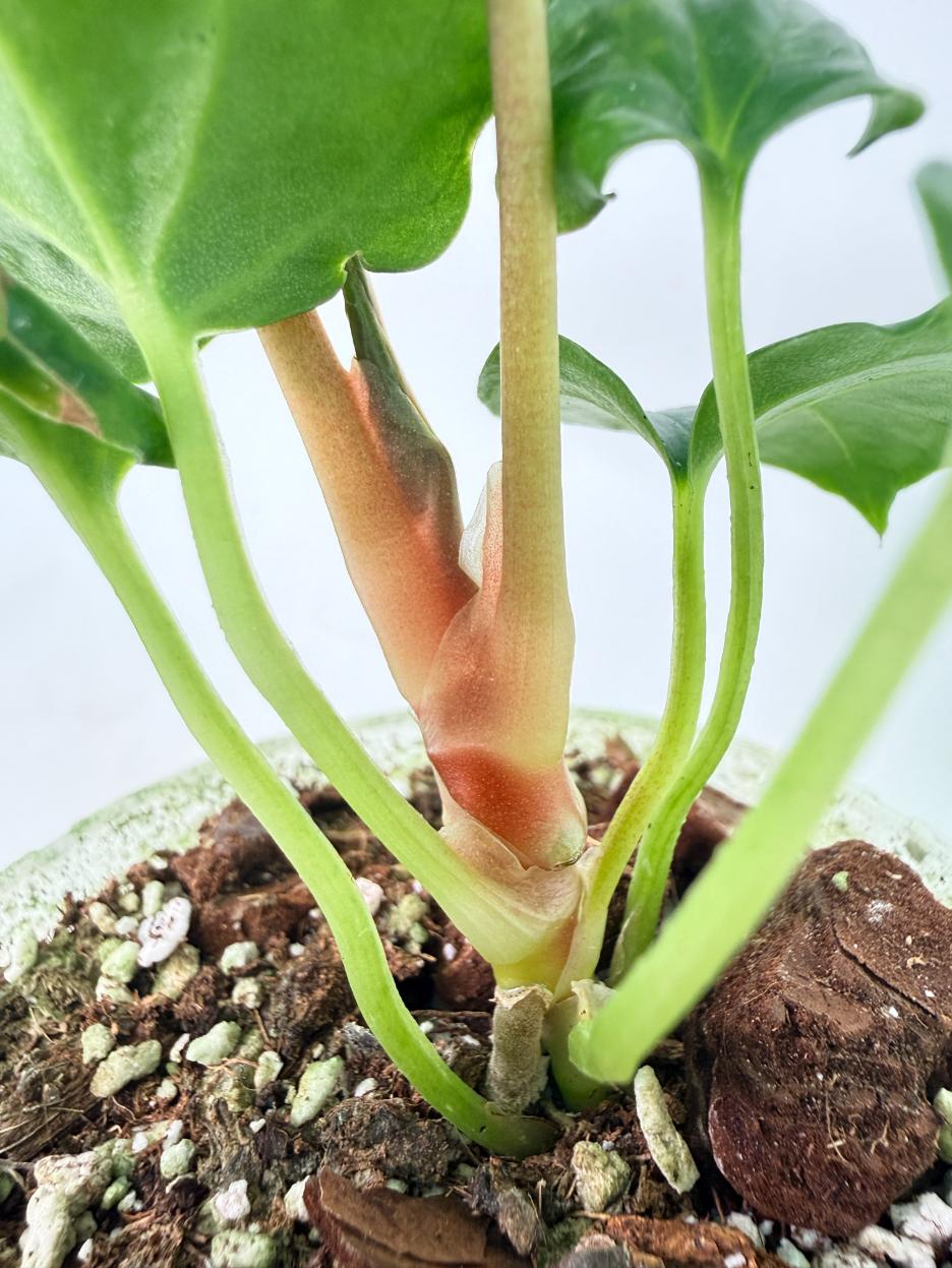 Anthurium Dressleri Golden x Papillilaminum Fort Sherman 8