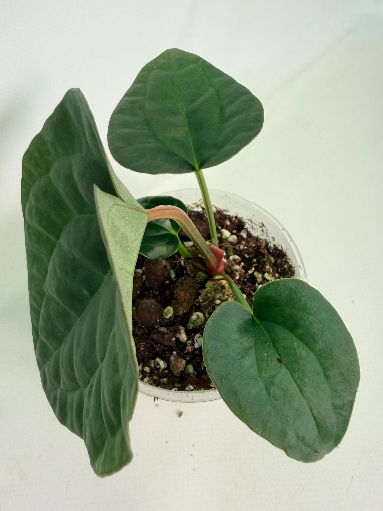 Anthurium Forgetii x Luxurians 09