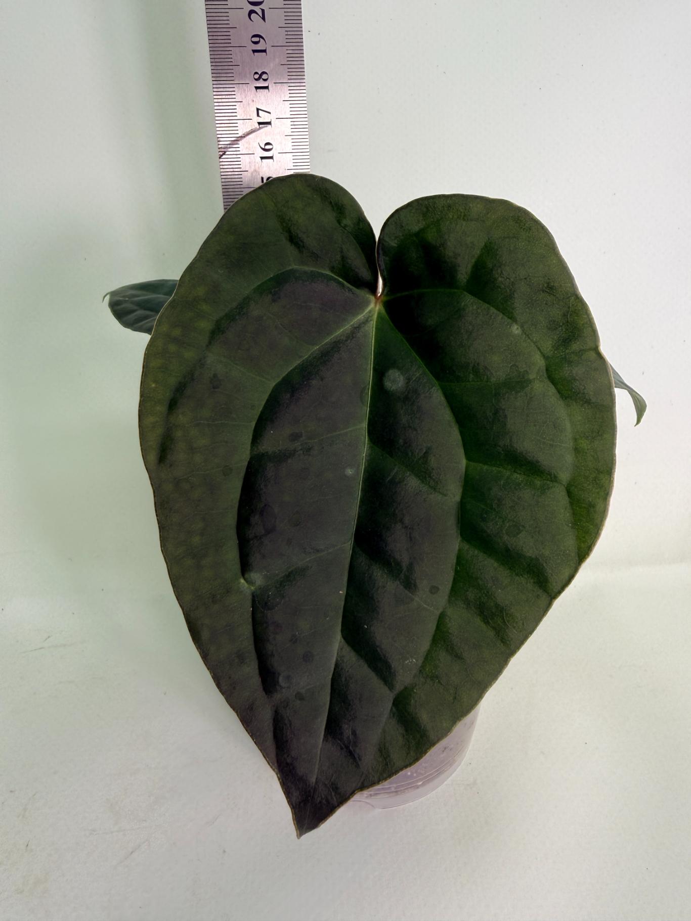 Anthurium Forgetii x Luxurians 01