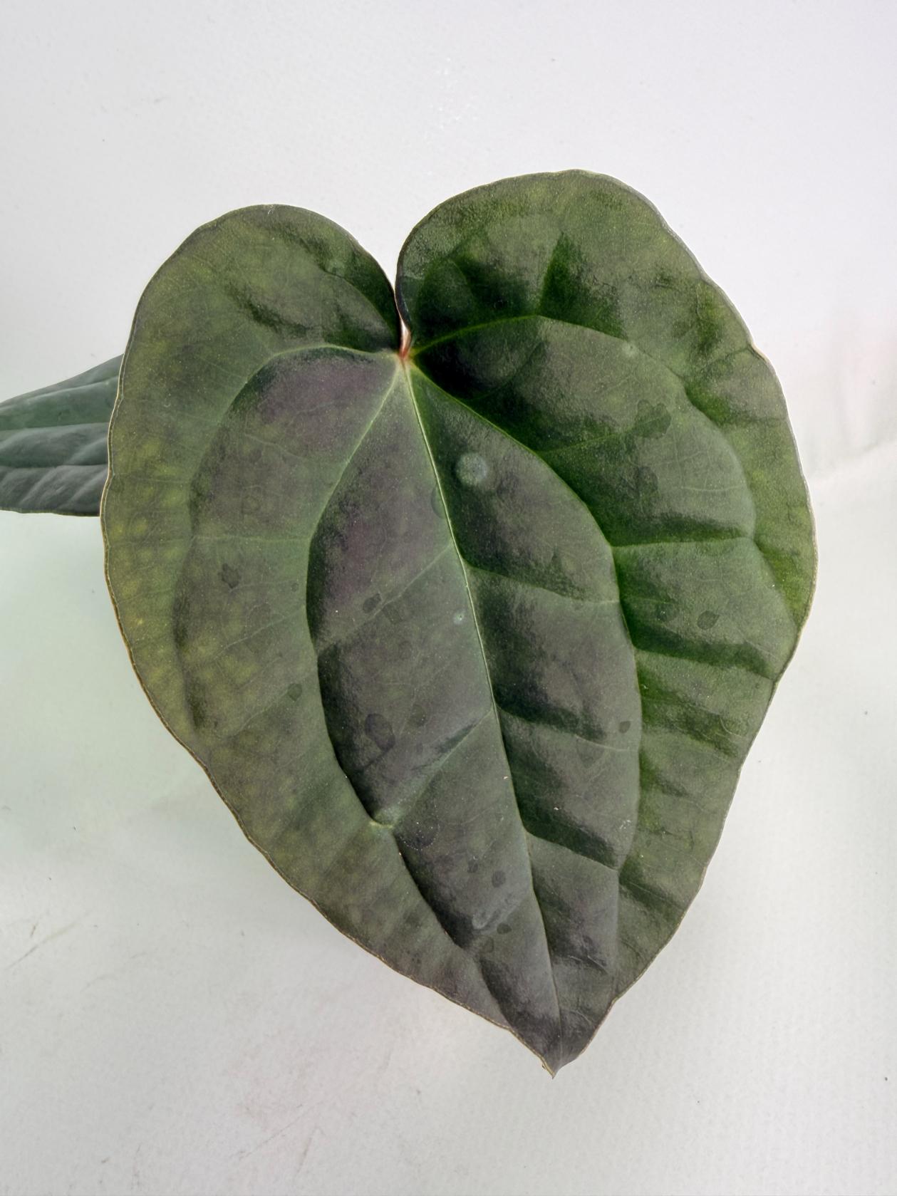 Anthurium Forgetii x Luxurians 02