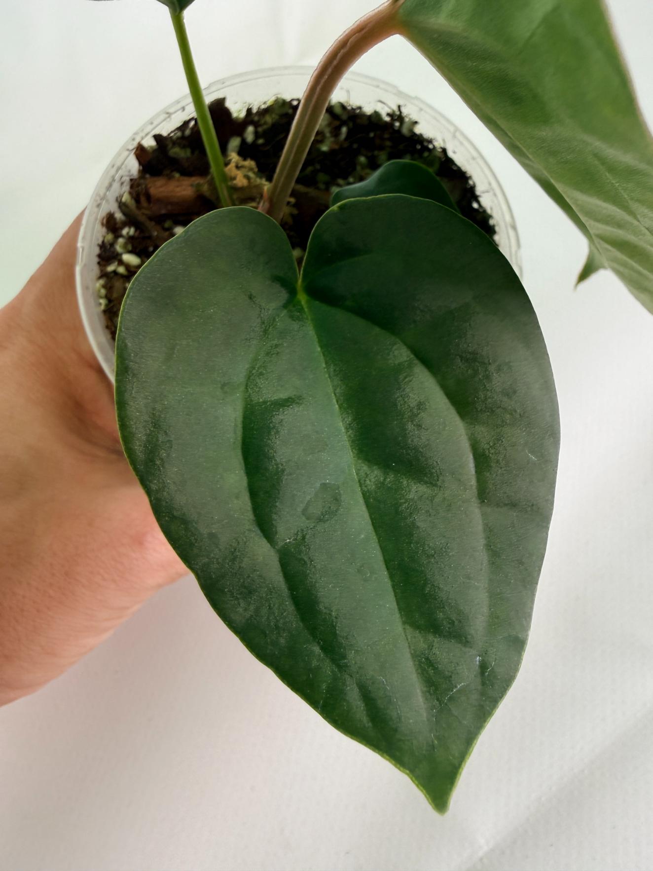 Anthurium Forgetii x Luxurians 03