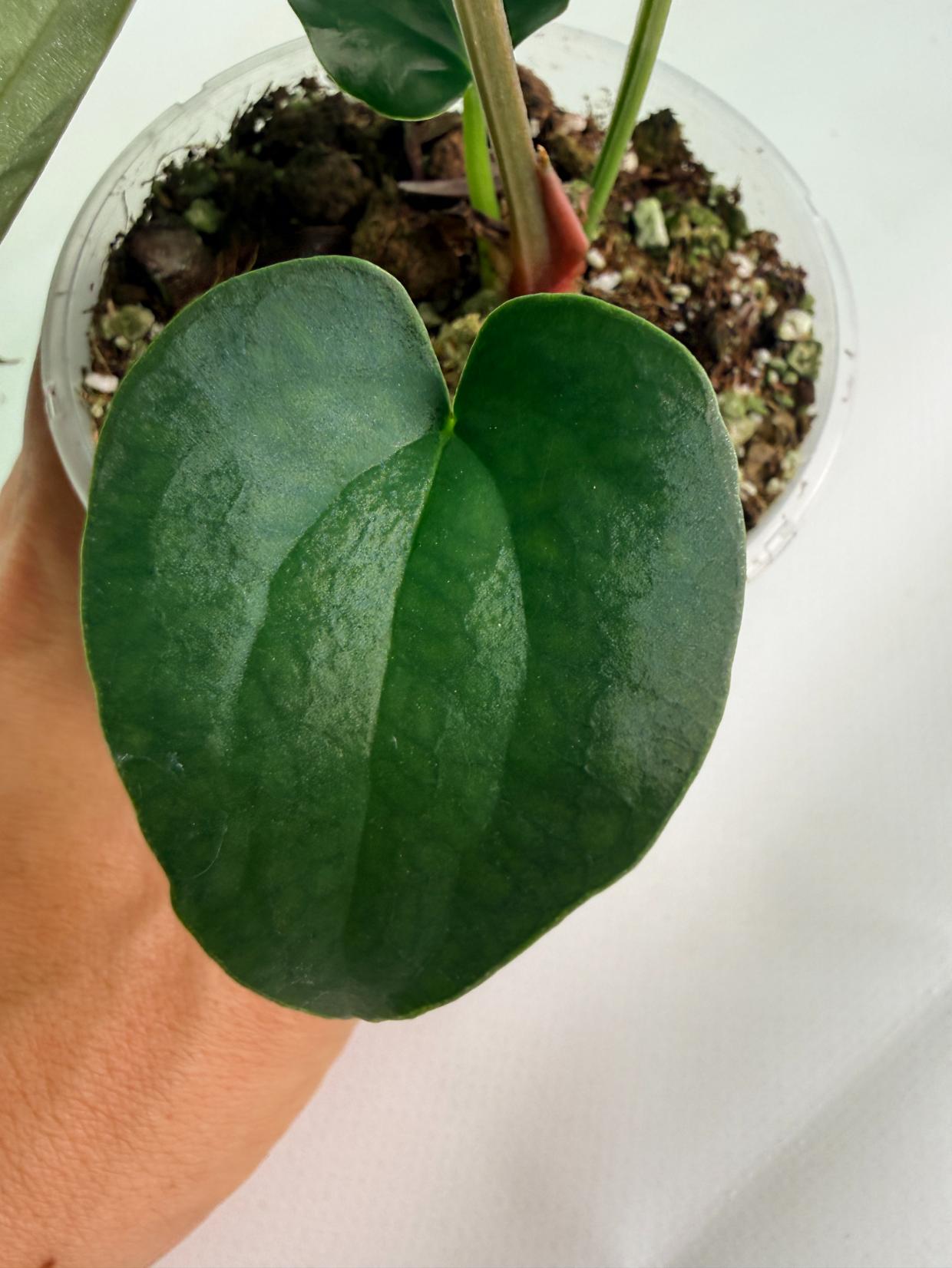 Anthurium Forgetii x Luxurians 04