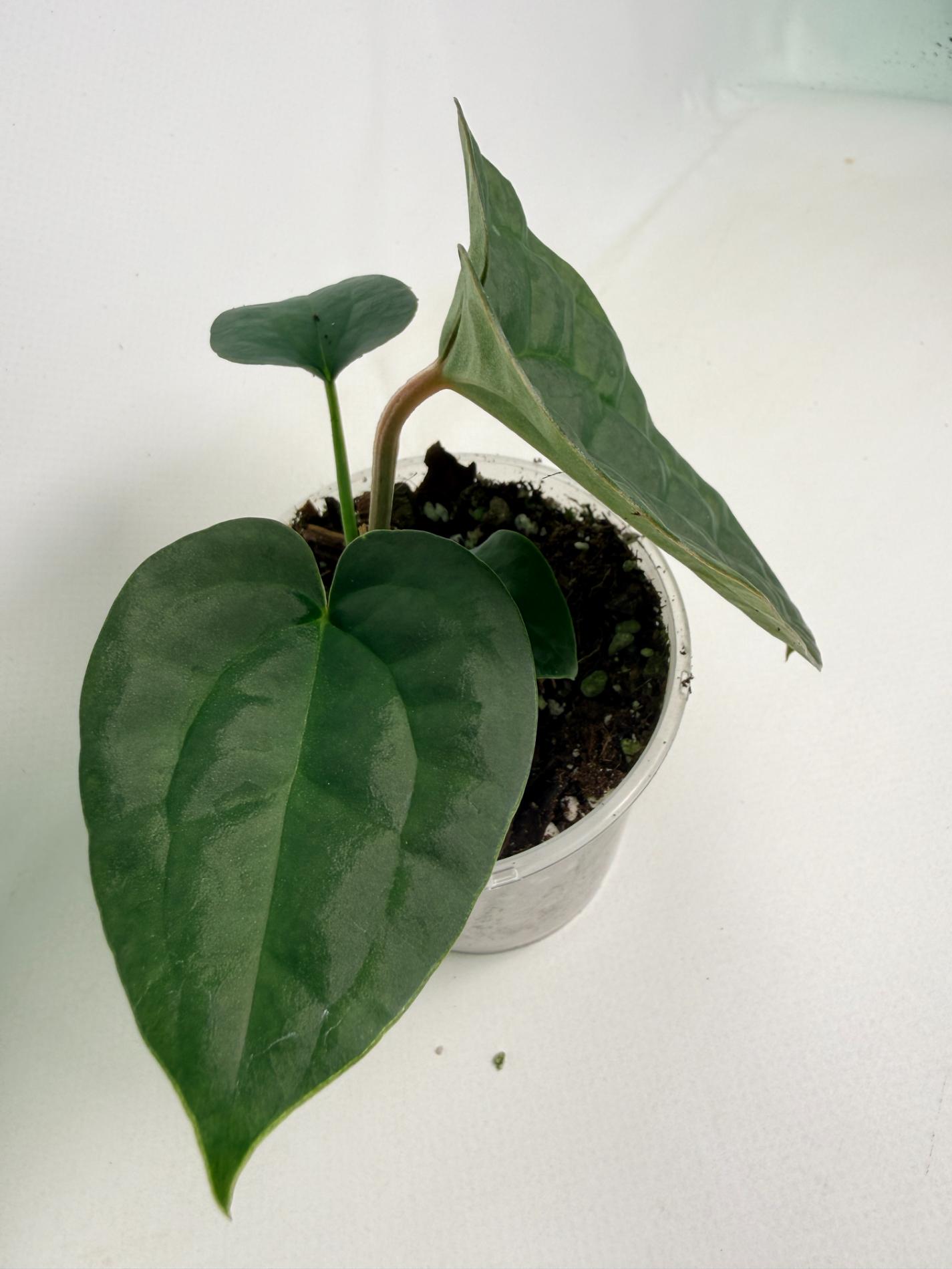 Anthurium Forgetii x Luxurians 05