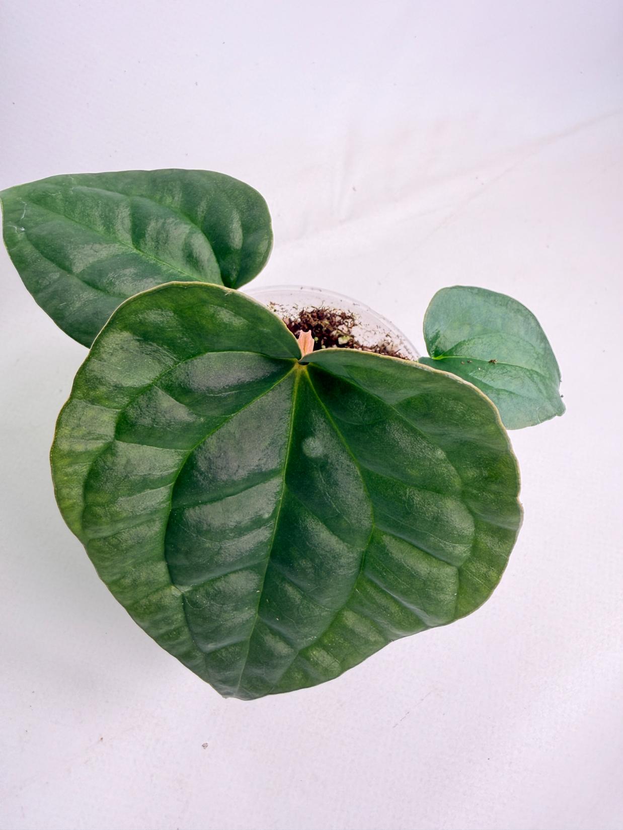 Anthurium Forgetii x Luxurians 06