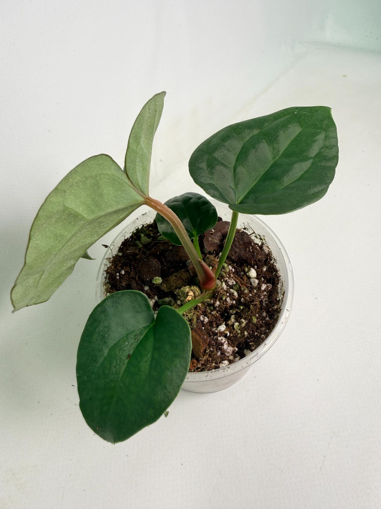 Anthurium Forgetii x Luxurians 07