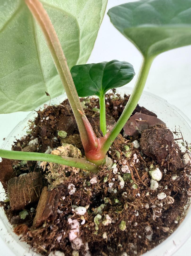 Anthurium Forgetii x Luxurians 08
