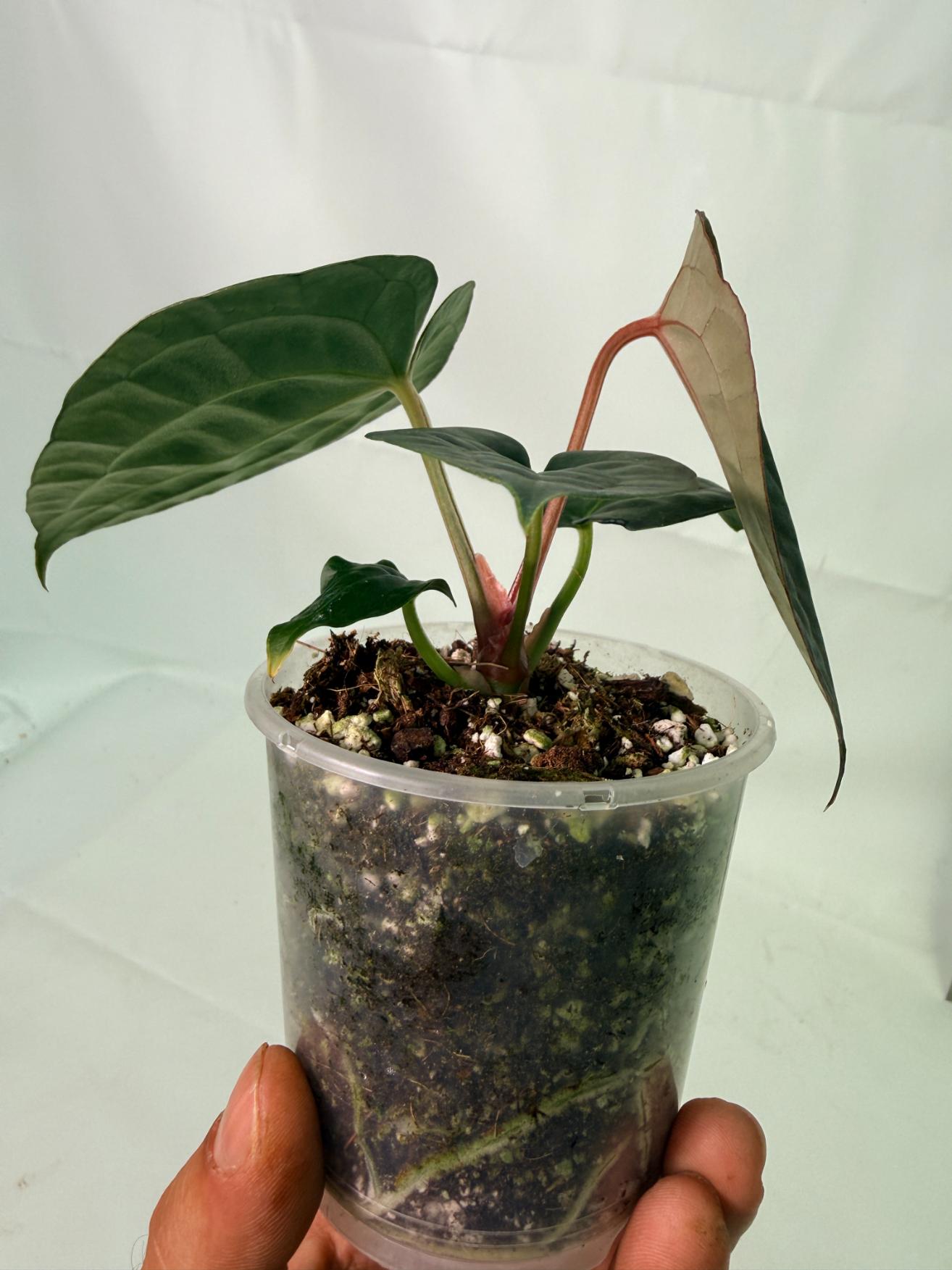 Anthurium Forgetii x Luxurians 10