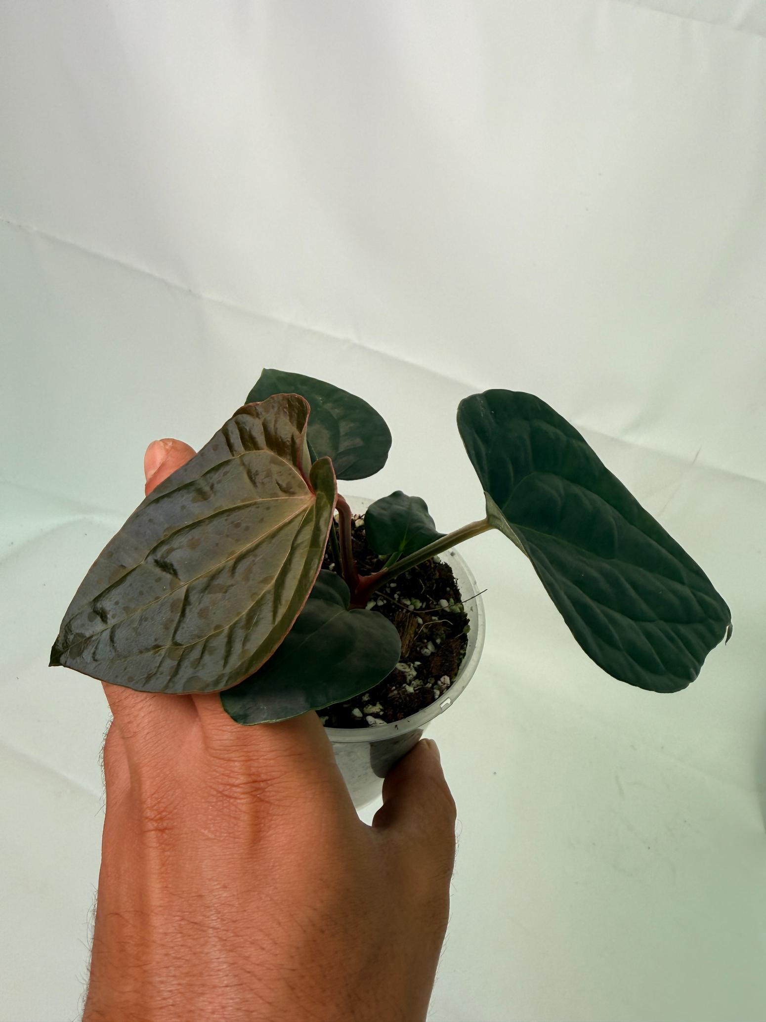 Anthurium Forgetii x Luxurians 11