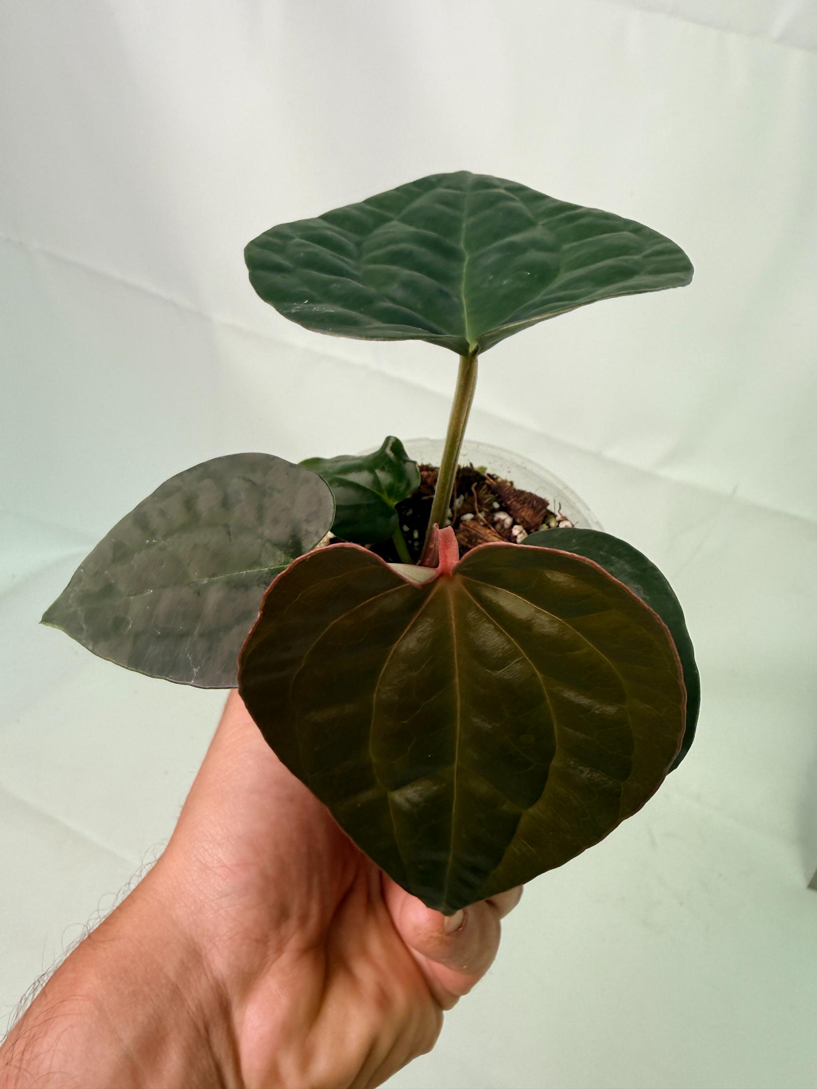 Anthurium Forgetii x Luxurians 3