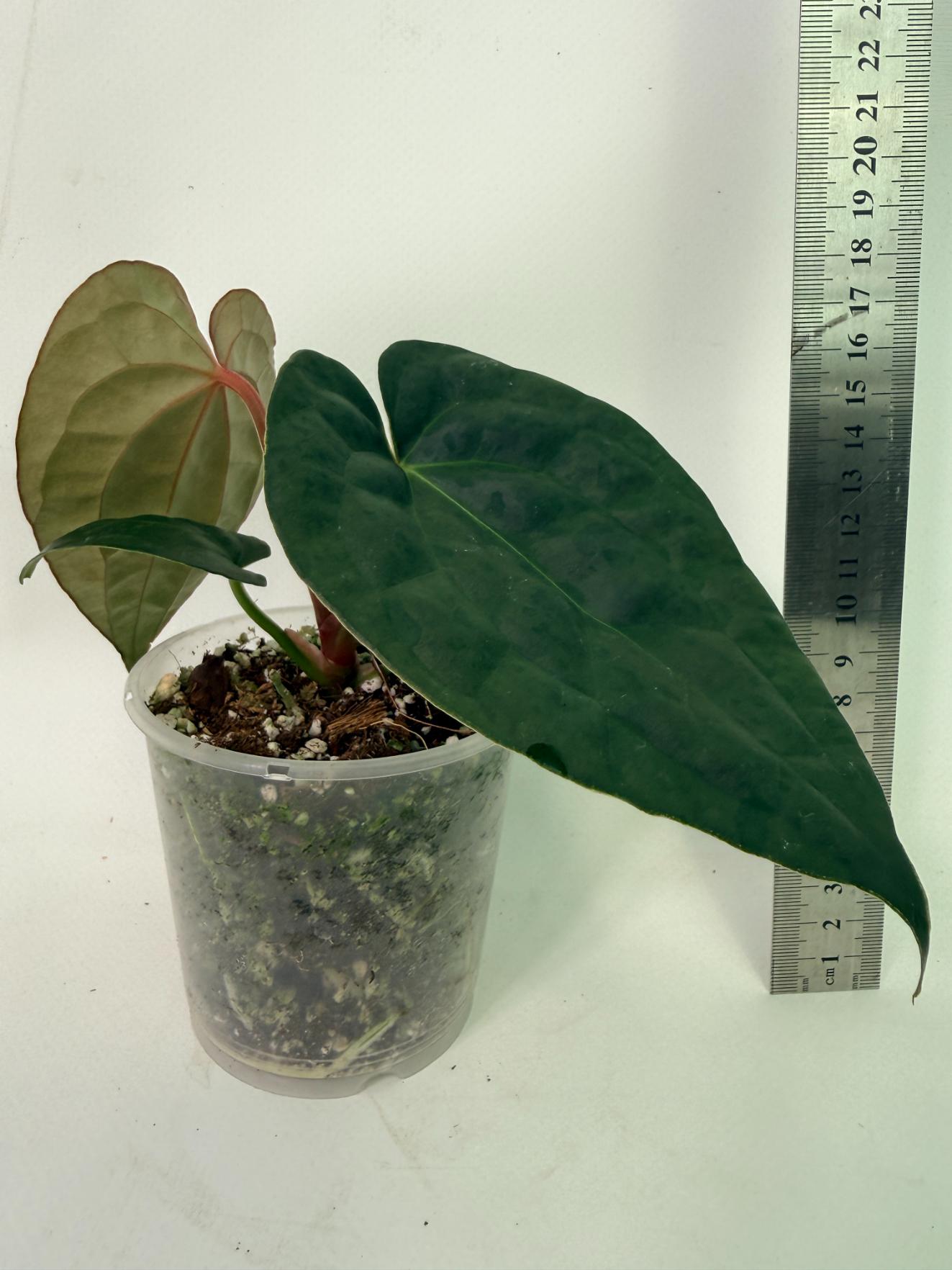 Anthurium Forgetii x Luxurians 4