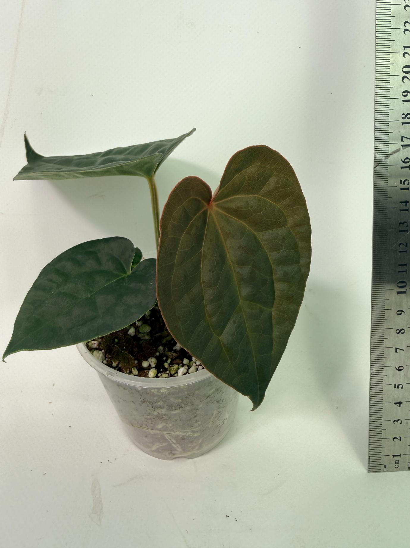 Anthurium Forgetii x Luxurians 1